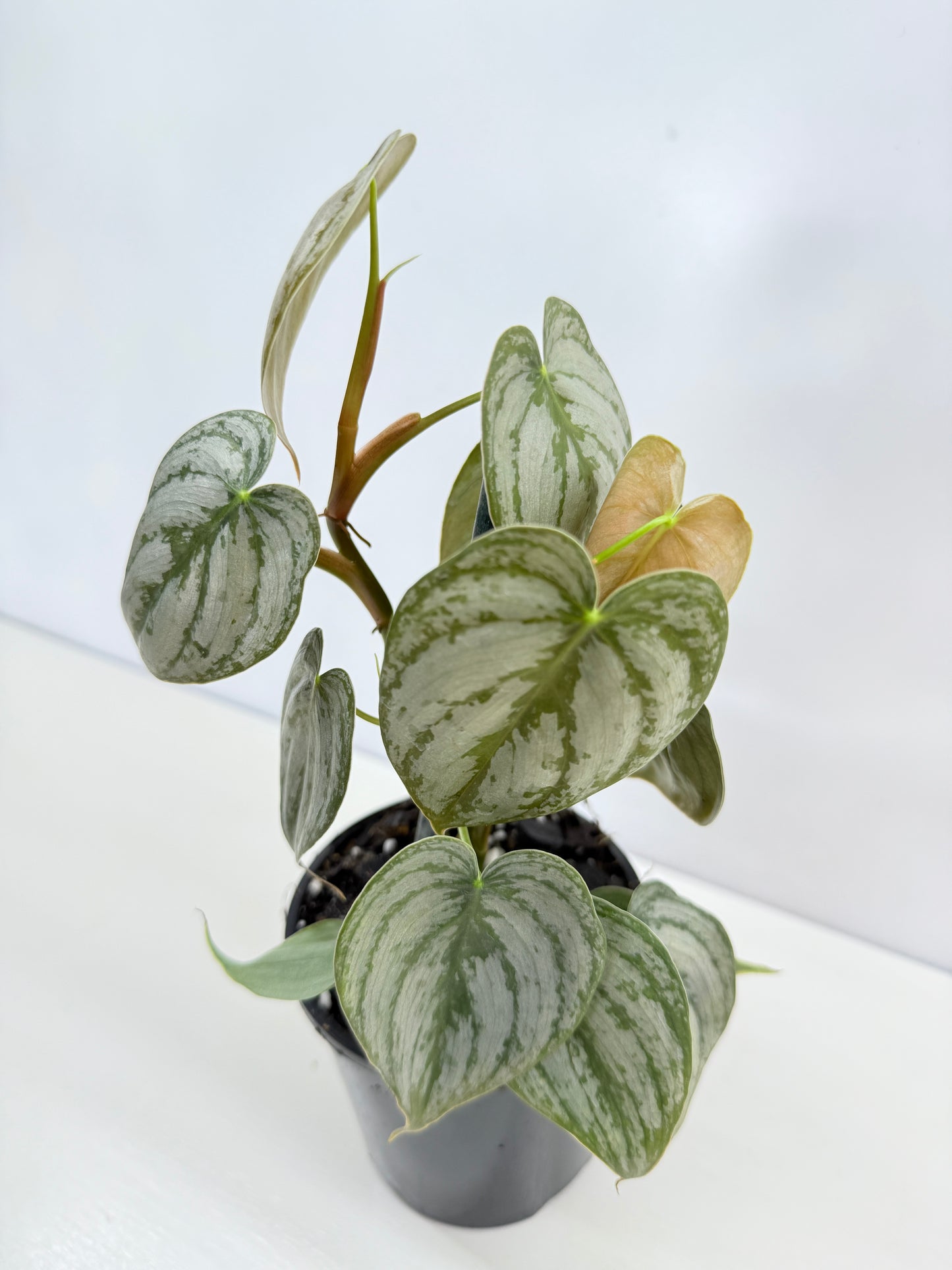 Philodendron 'Brandtianum' C45