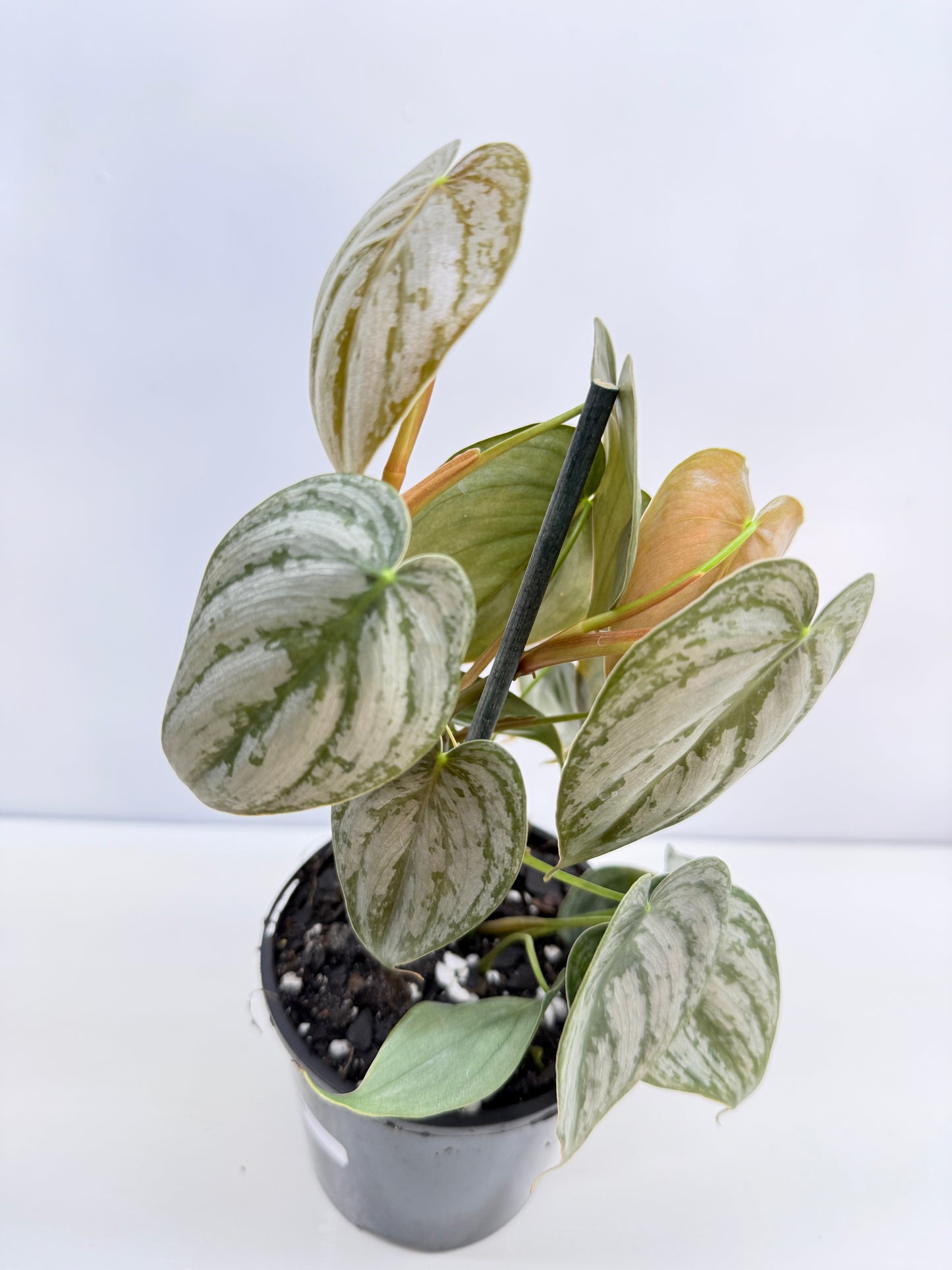 Philodendron 'Brandtianum' C45