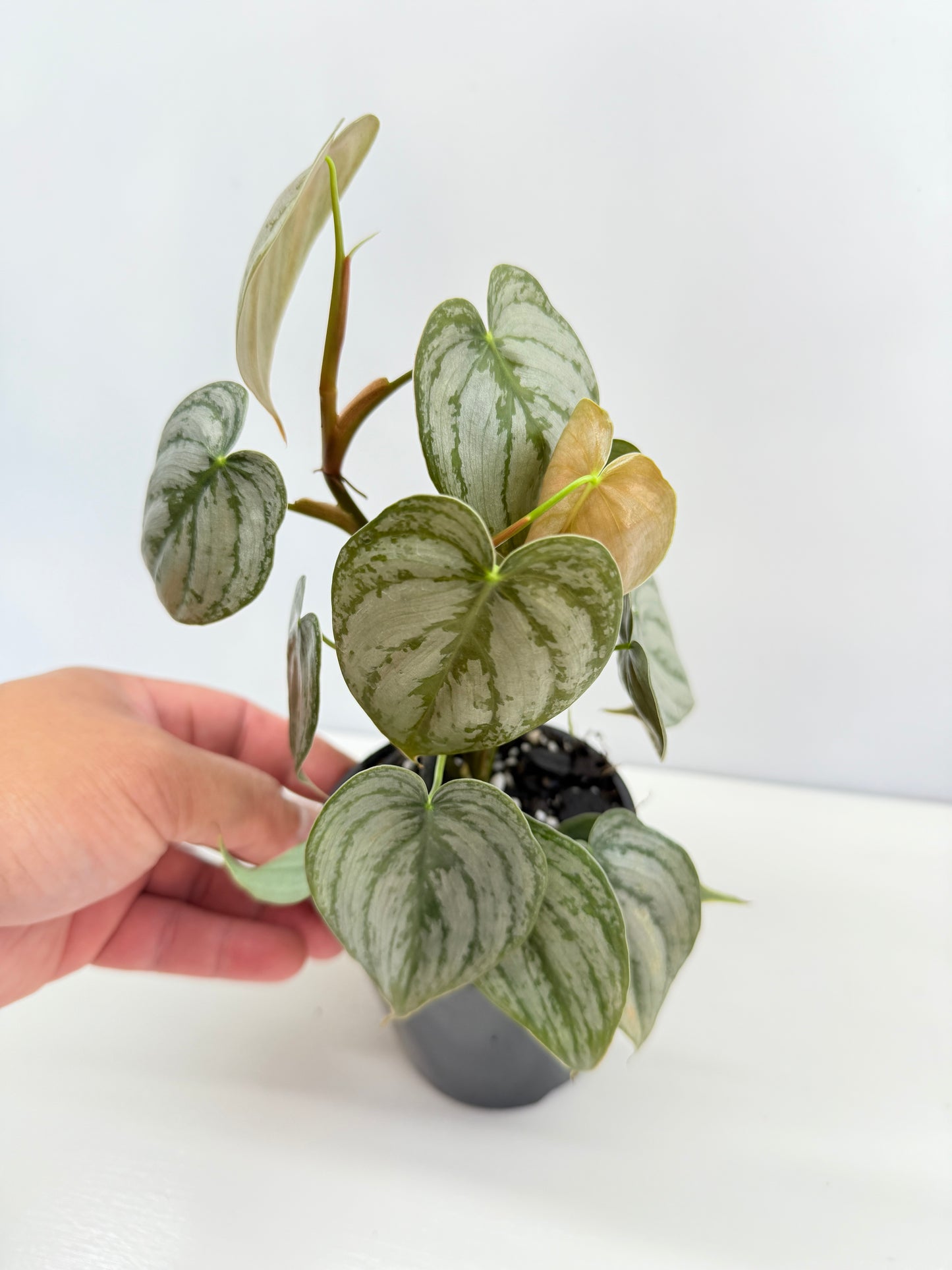 Philodendron 'Brandtianum' C45