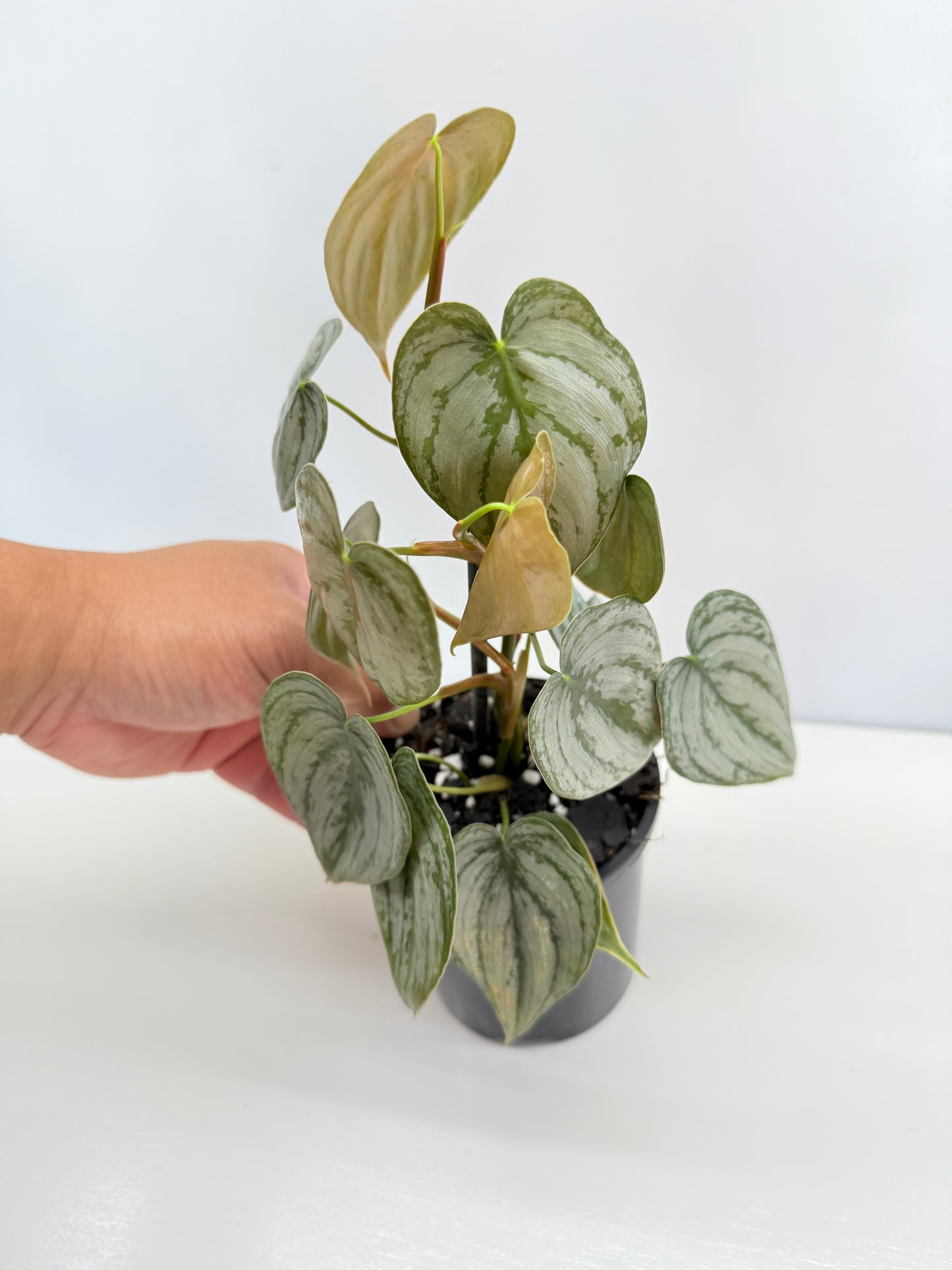 Philodendron 'Brandtianum' C45