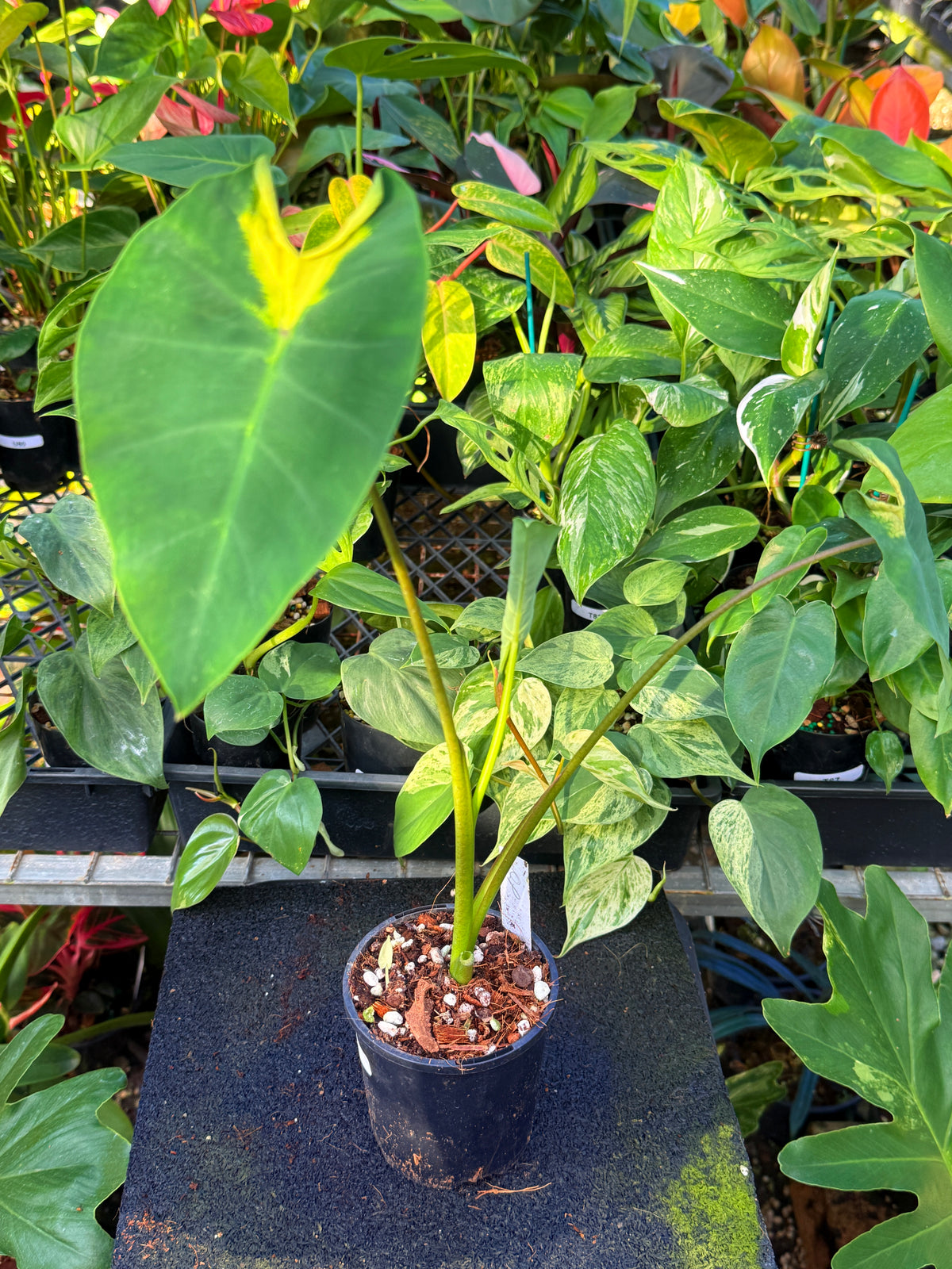 Colocasia 'Queen of Phoenix' W5