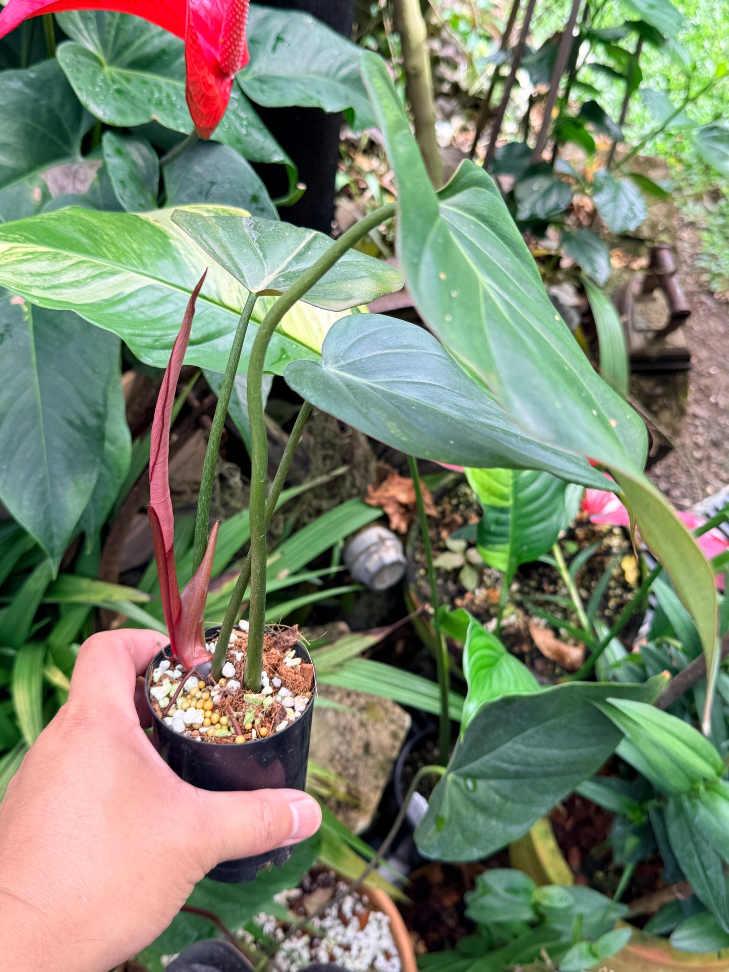 Philodendron 'Summer Glory' M59