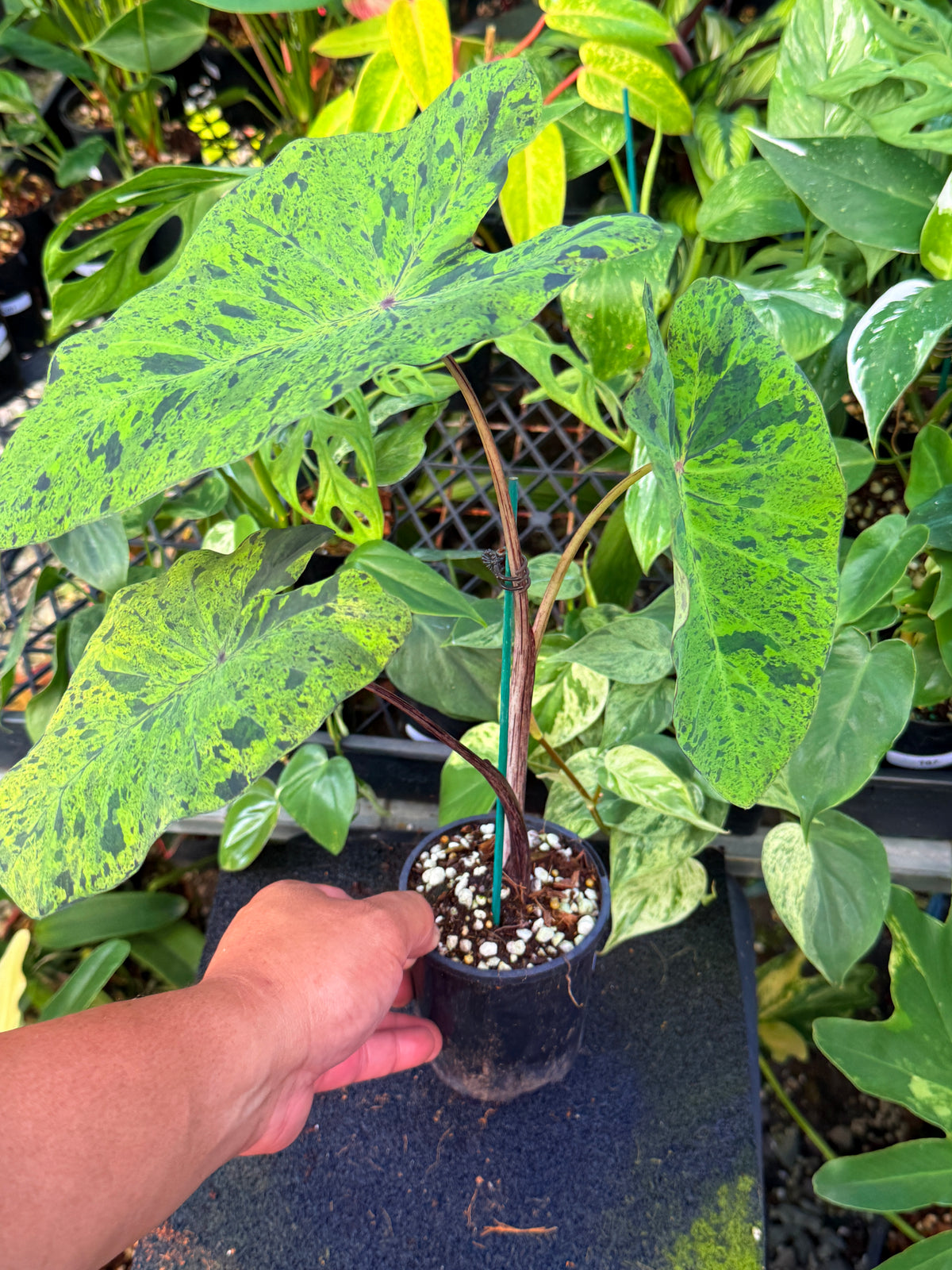 Colocasia 'Mojito' W4
