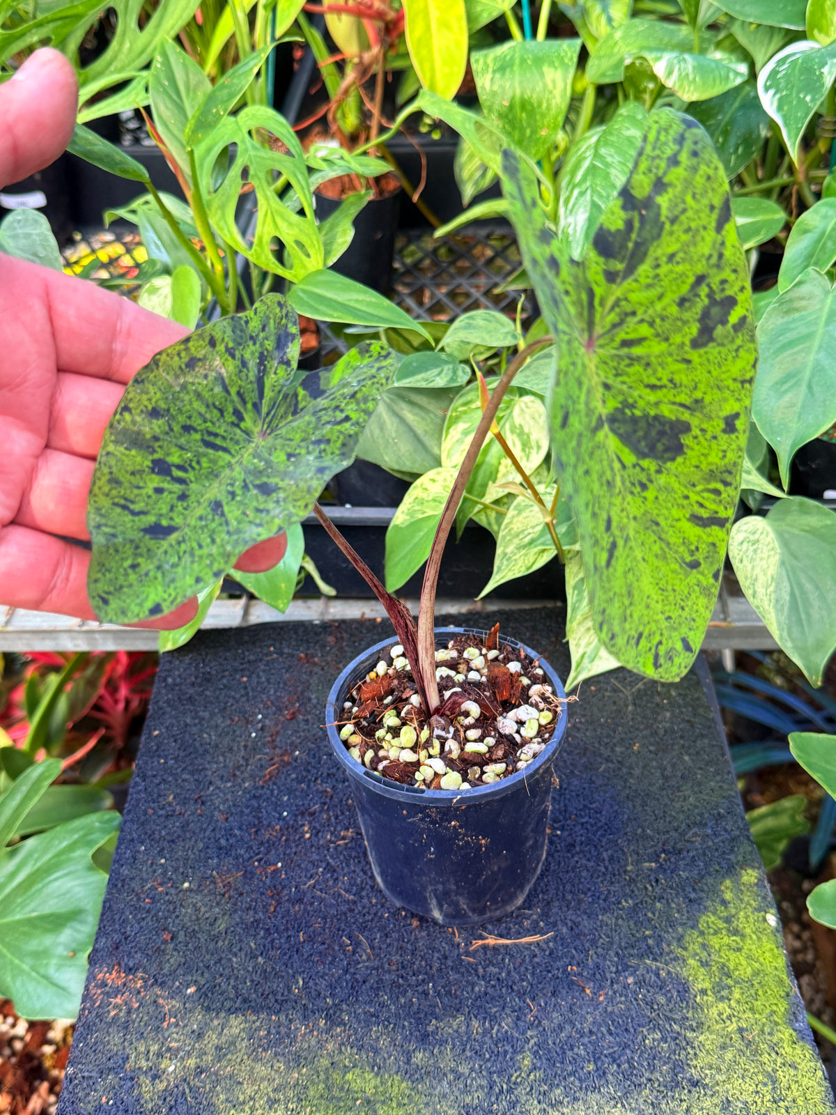 Colocasia 'Mojito' I51