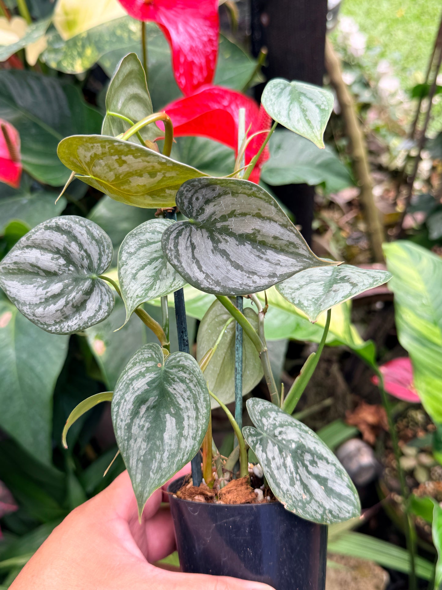 Philodendron Brandtianum M63