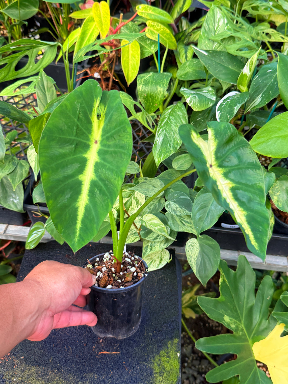 Colocasia 'Maui Sunrise'