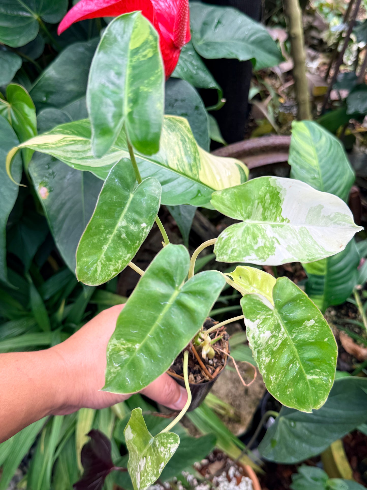 Philodendron 'Burle Marx Variegata' M60