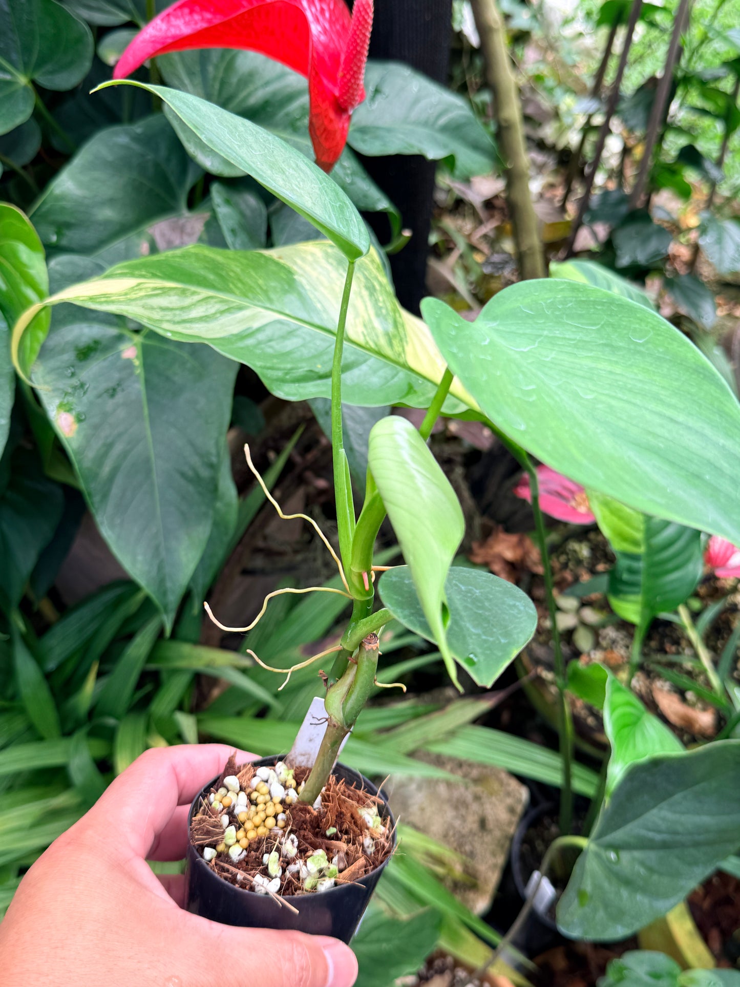 Philodendron 'Microstictum' M64