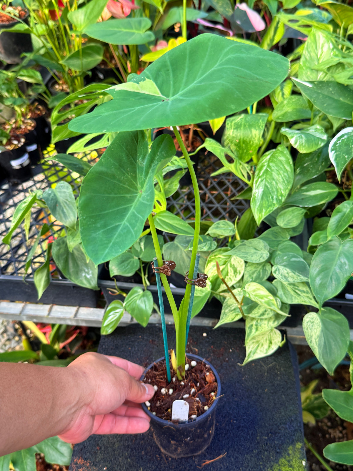 Colocasia 'Siam Ruby' W21