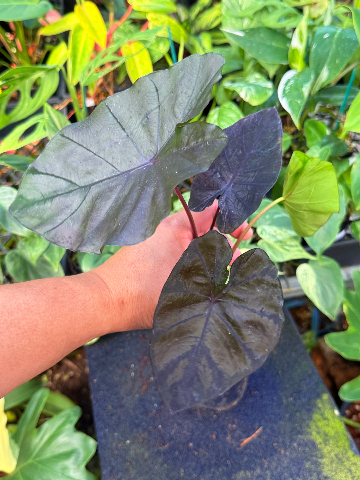 Colocasia 'Cherry Ripe' W9