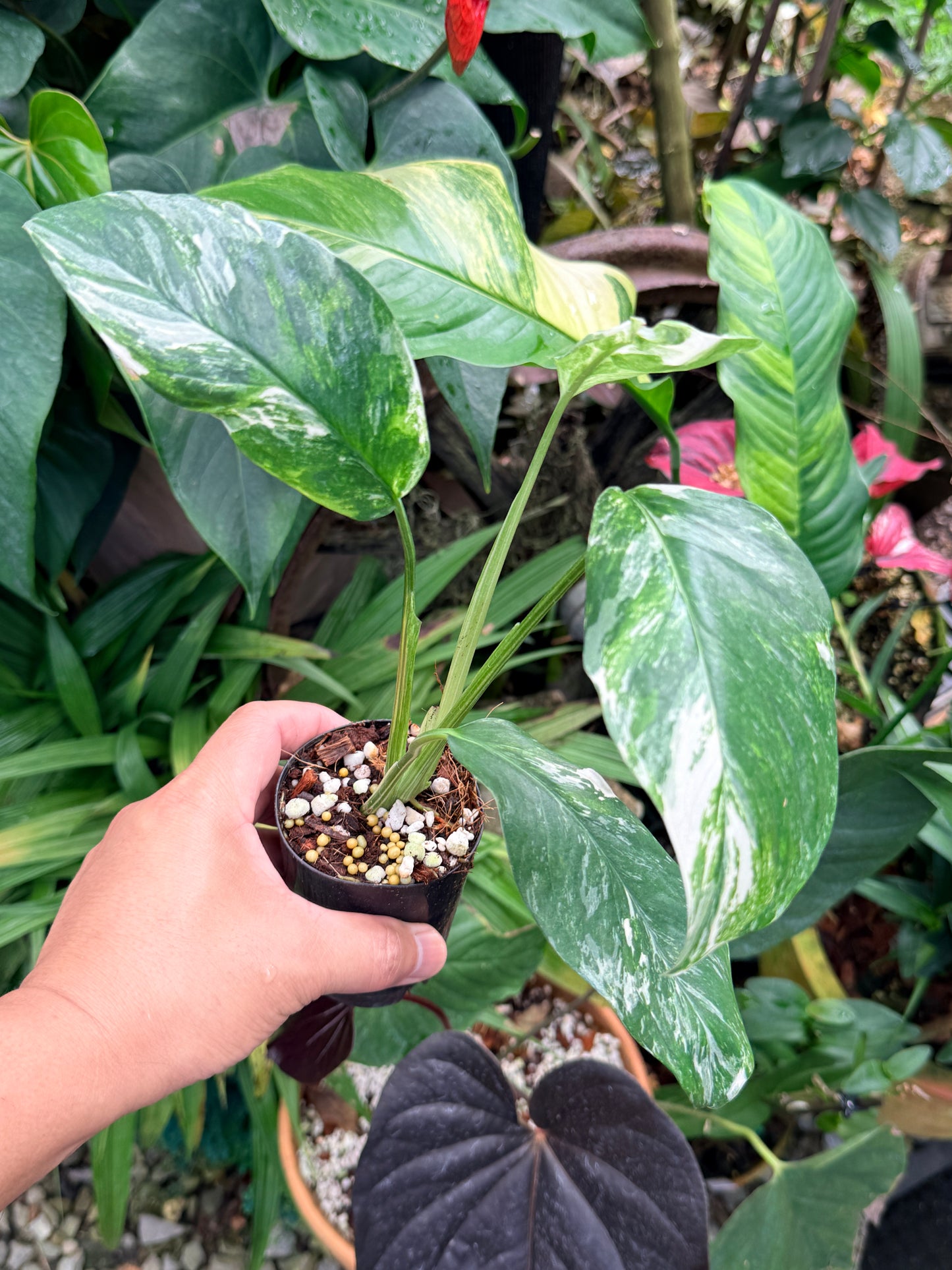 Monstera lechleriana Variegated M62