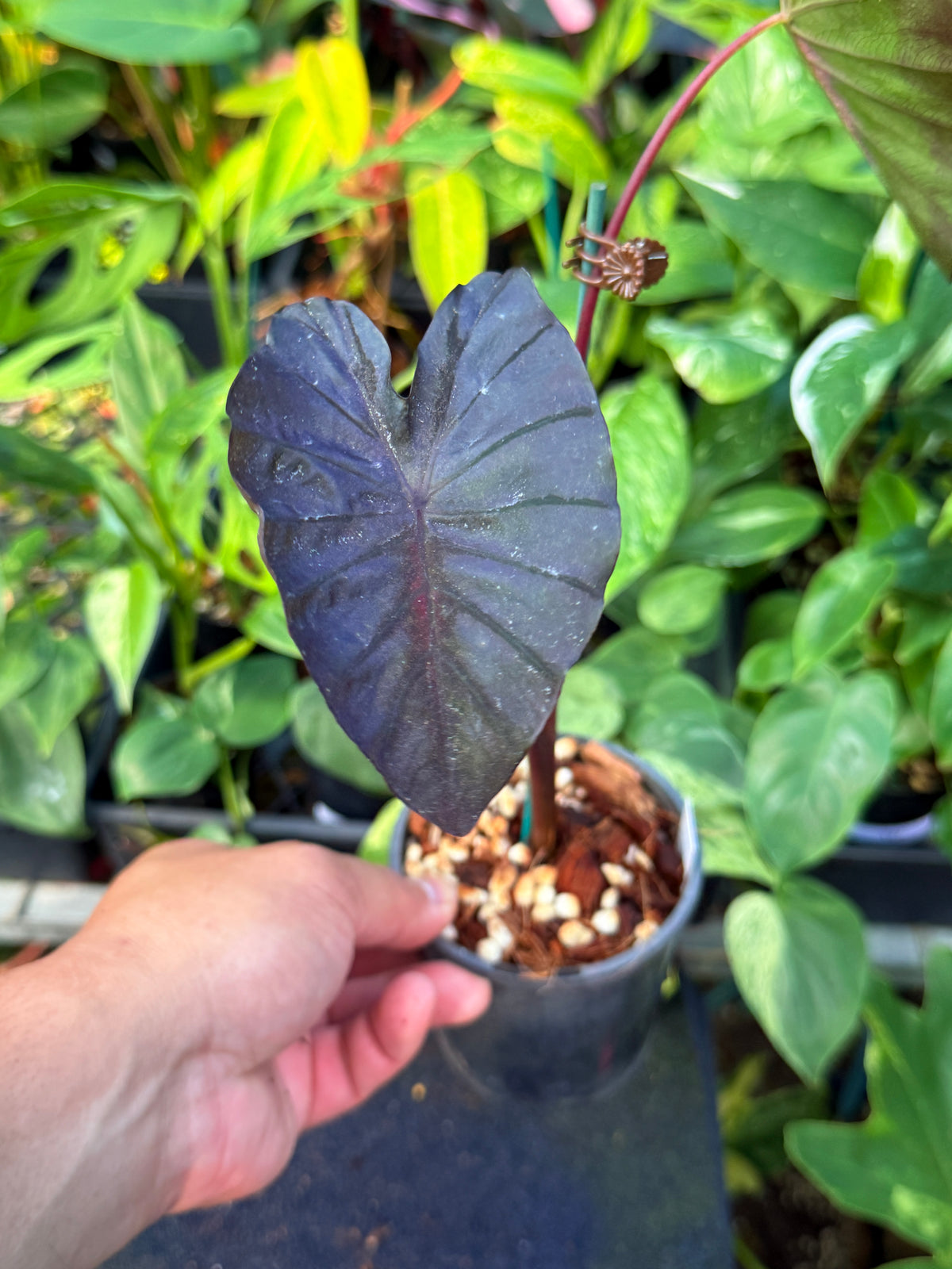 Colocasia 'Cherry Ripe' W11