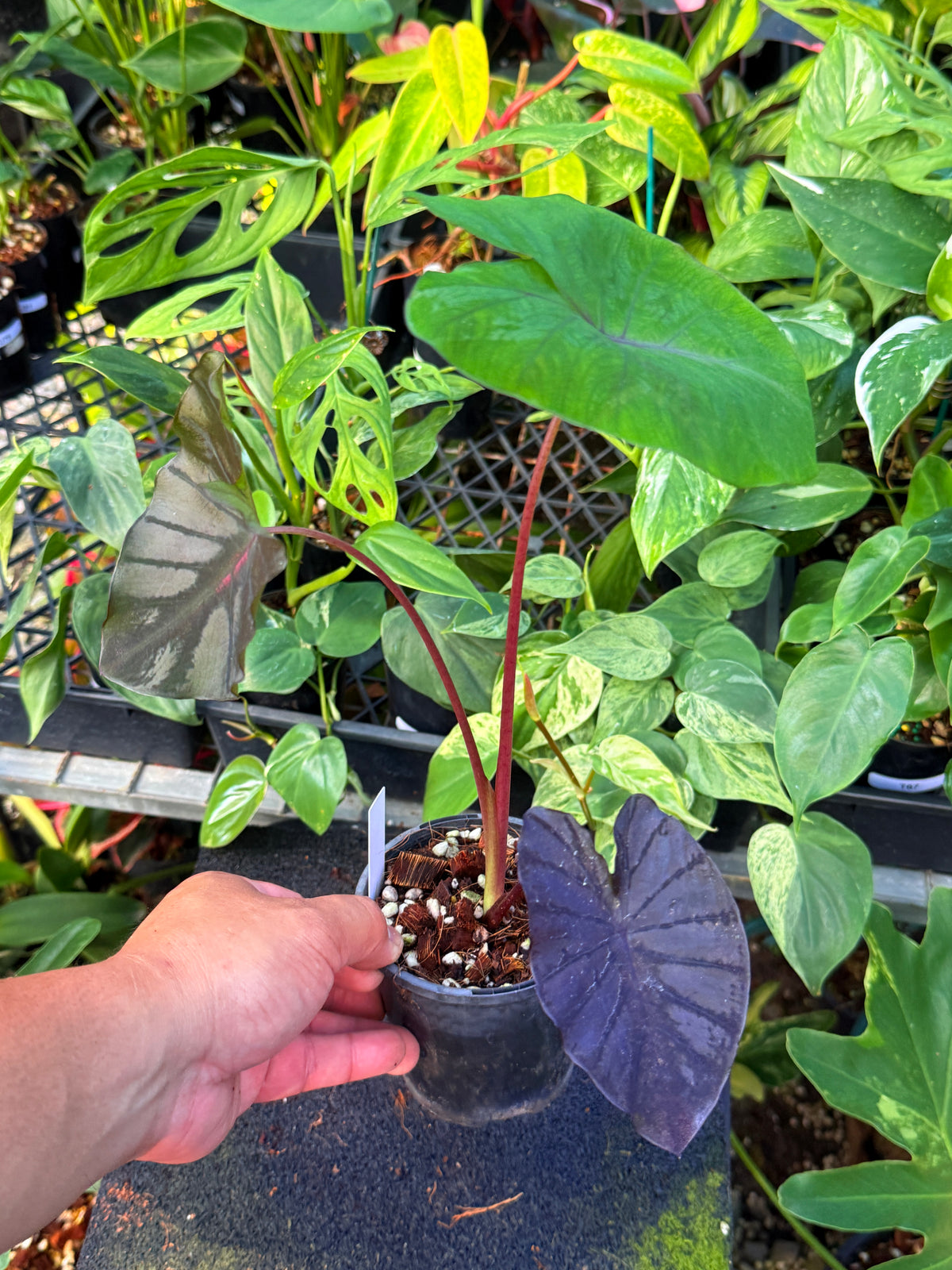 Colocasia 'Cherry Ripe' W12