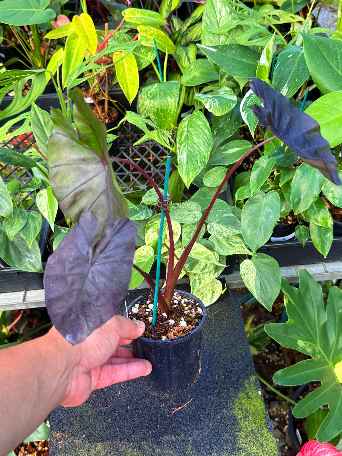 Colocasia 'Cherry Ripe' W8