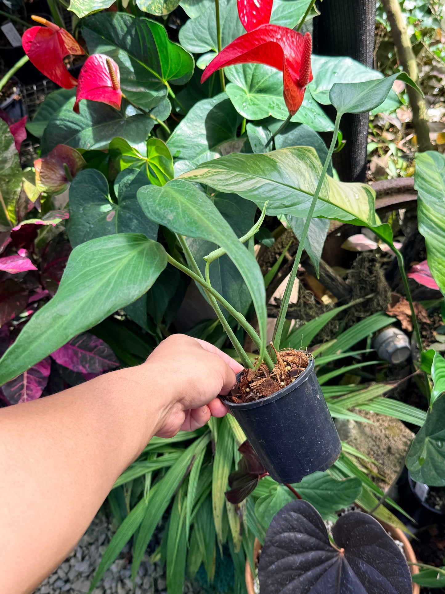 Philodendron 'Burle Marx Flame' M66