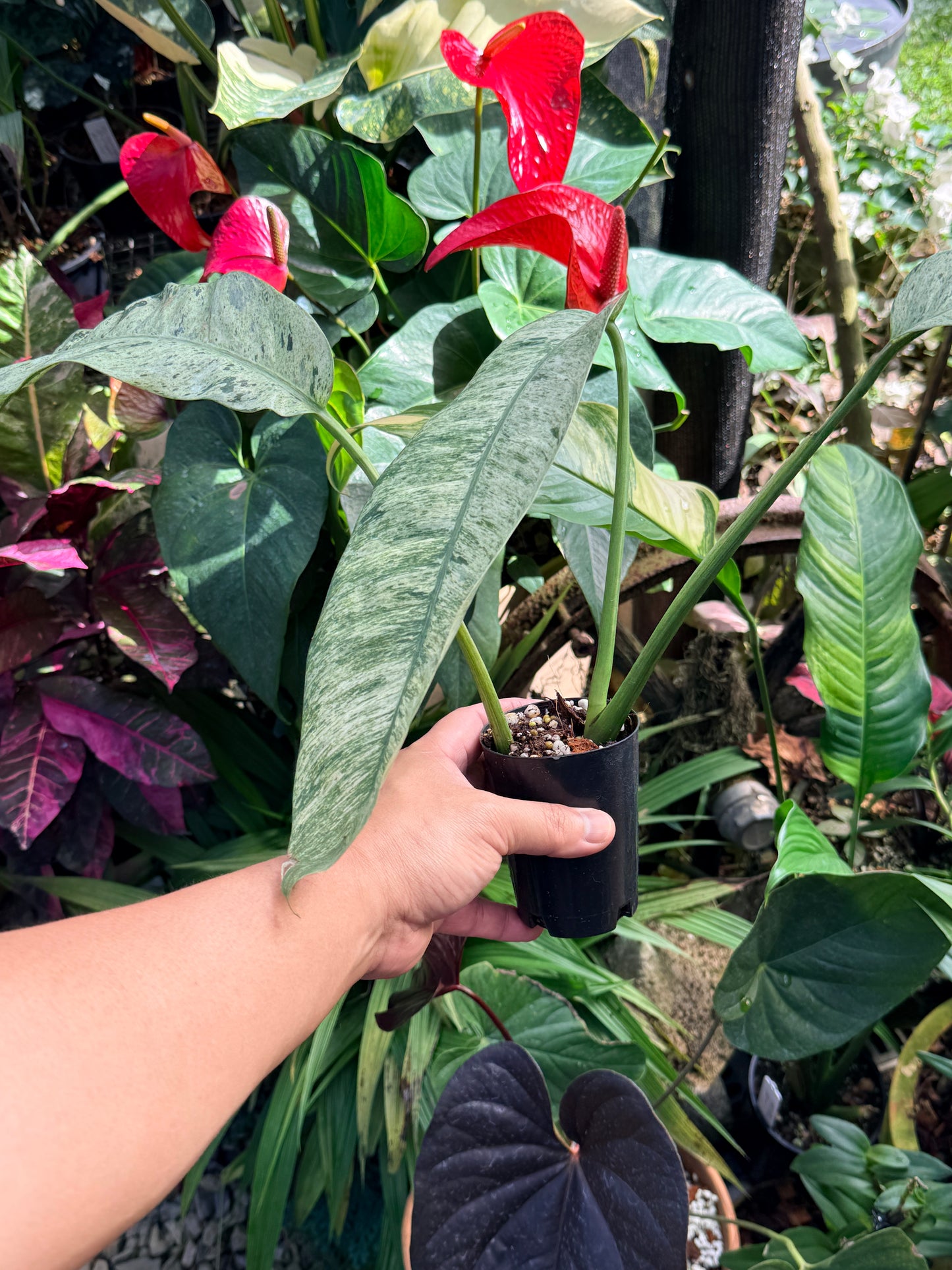 Epipremnum 'Giganteum Marble' M69