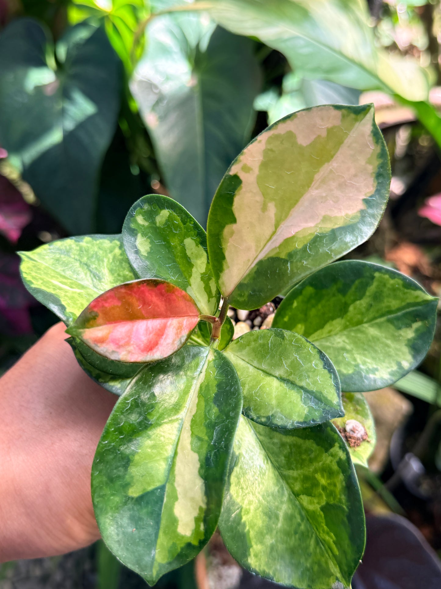 Hoya australis 'Lisa' M71