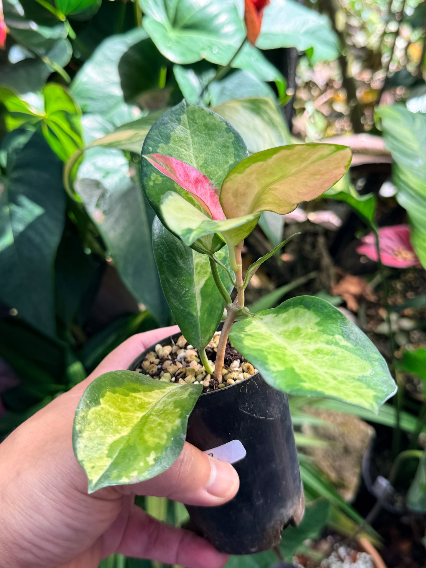 Hoya australis 'Lisa' M72