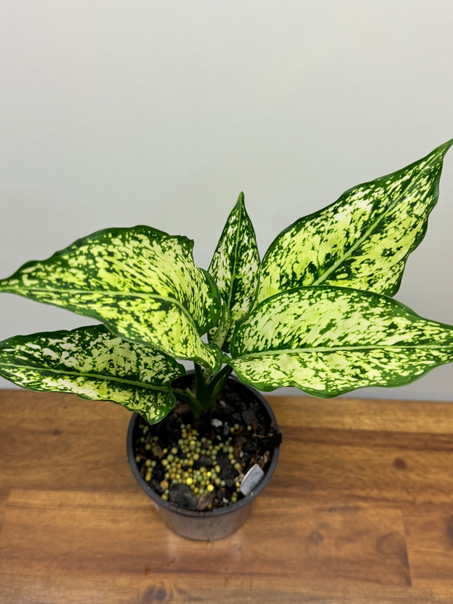 Aglaonema Snow Flake N74