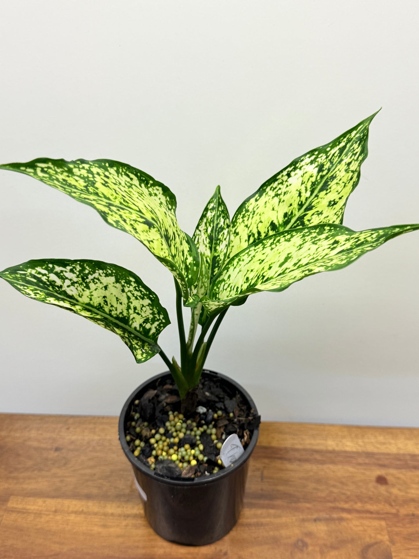 Aglaonema Snow Flake N74