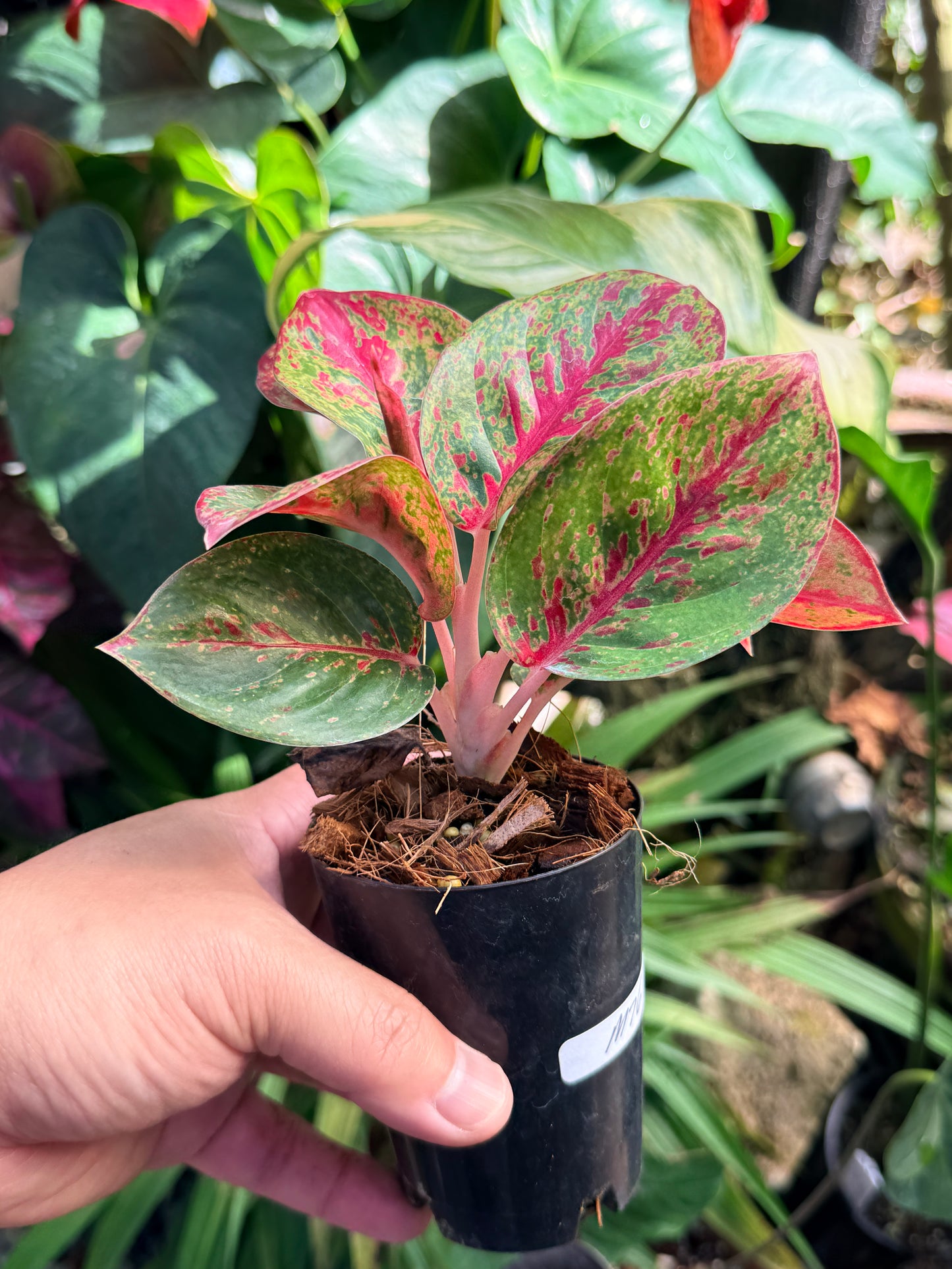Aglaonema 'Fireworks' M76
