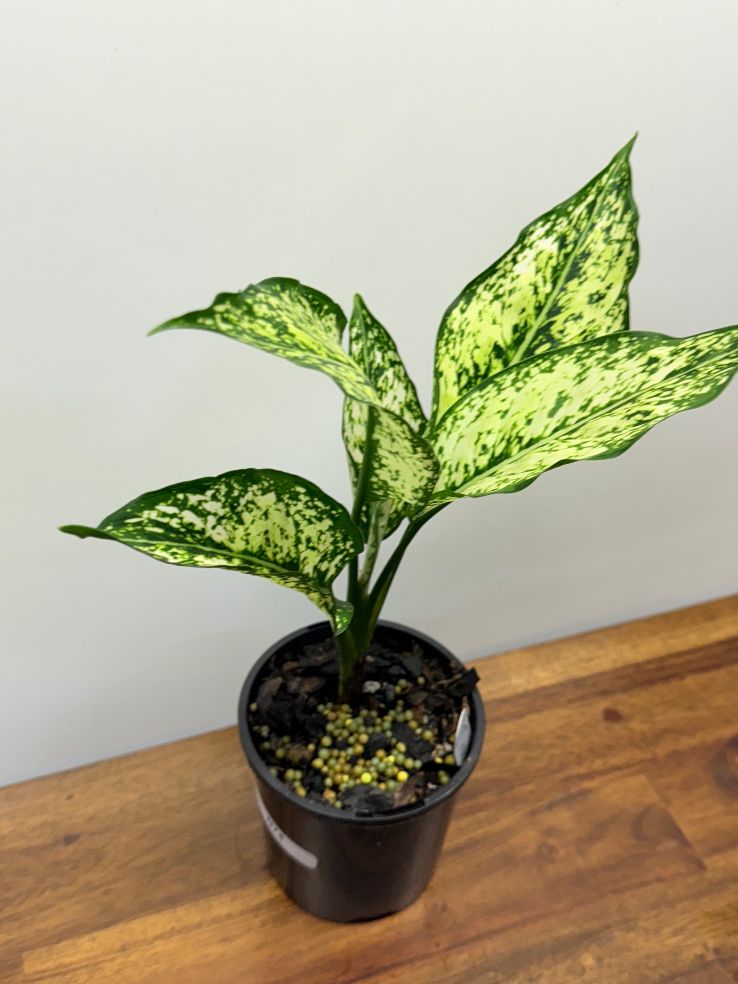 Aglaonema Snow Flake N74