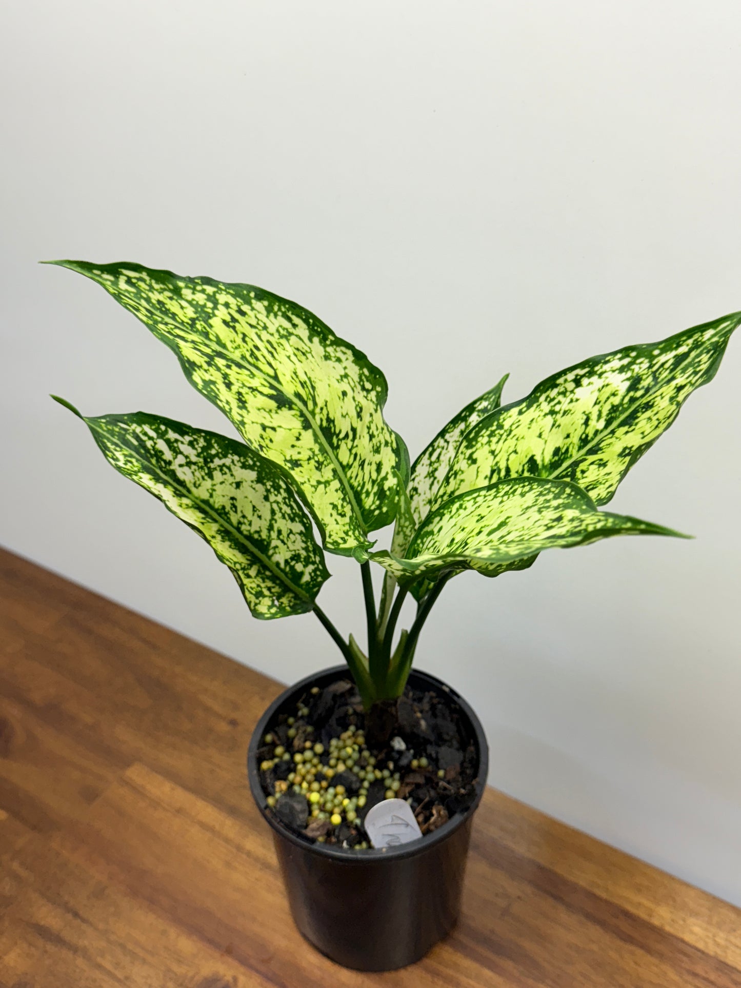 Aglaonema Snow Flake N74