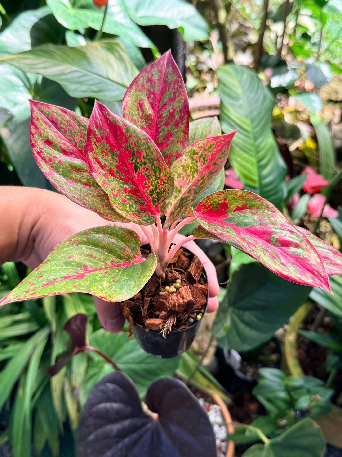 Aglaonema 'Fireworks' M75