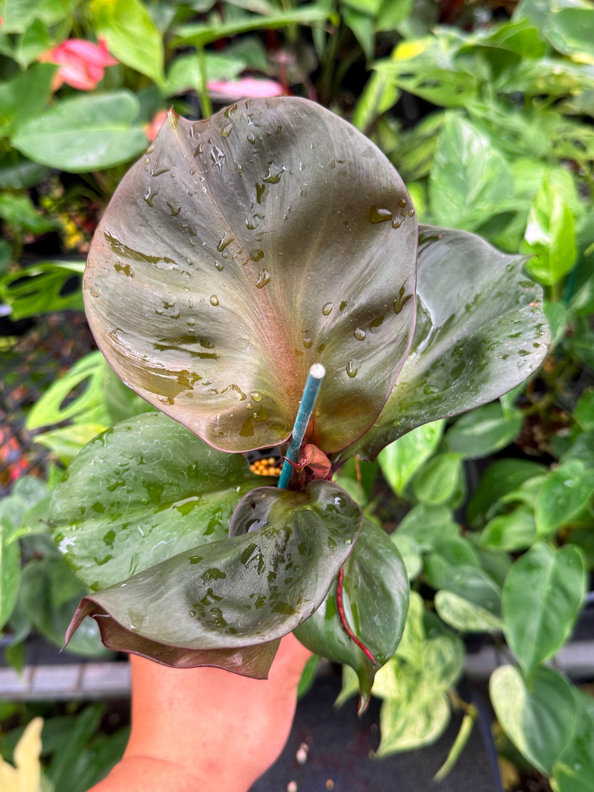 Philodendron 'Red Heart' S78