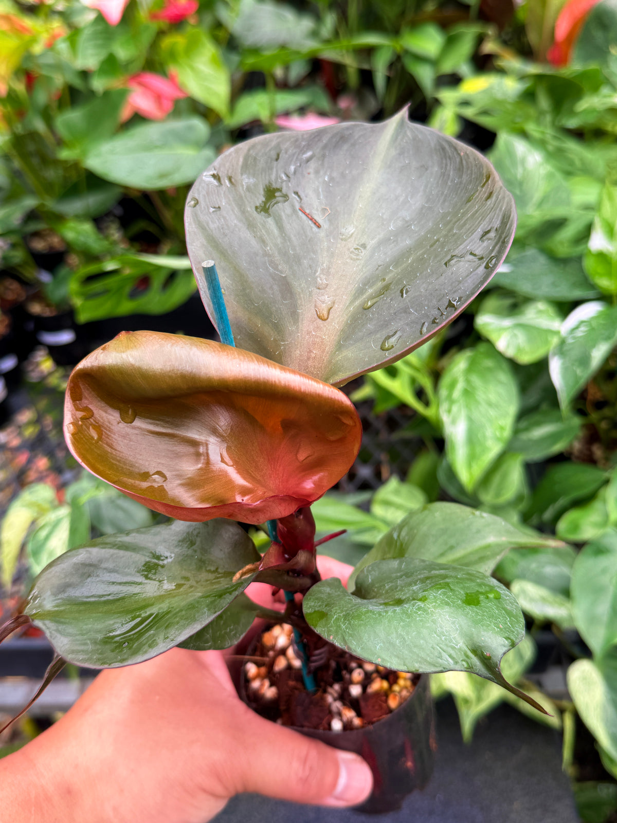 Philodendron 'Red Heart' W22