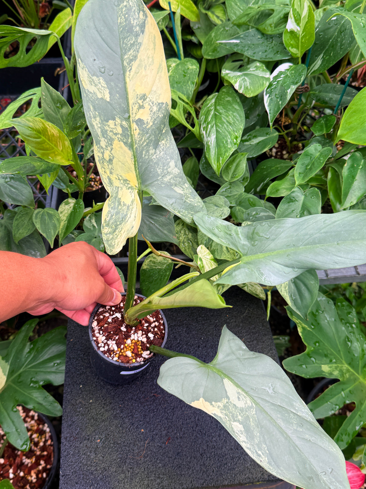 Philodendron 'Silver Sword' - Matured Form W23