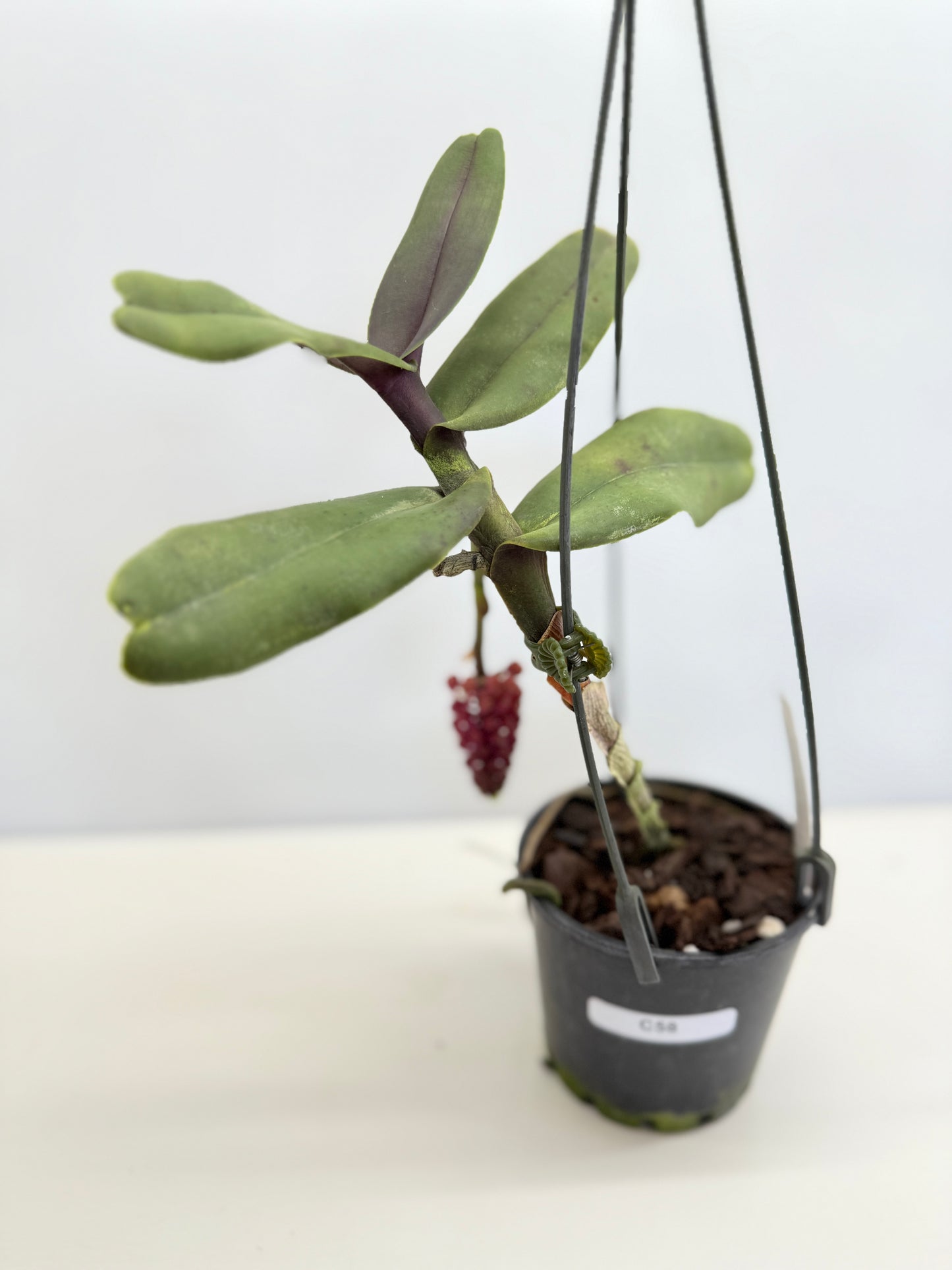 Robiquetia cerina 'Red' C58