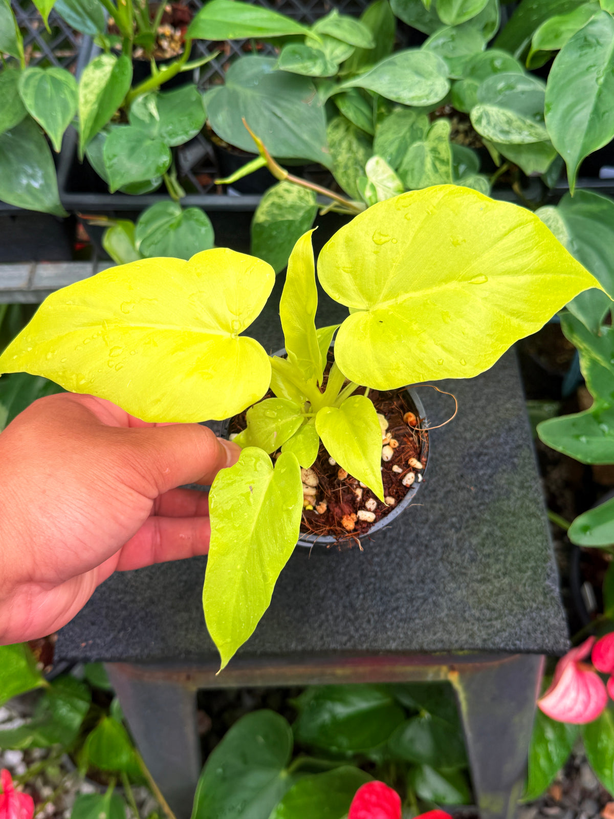 Philodendron 'Warscewiczii' Neon W26