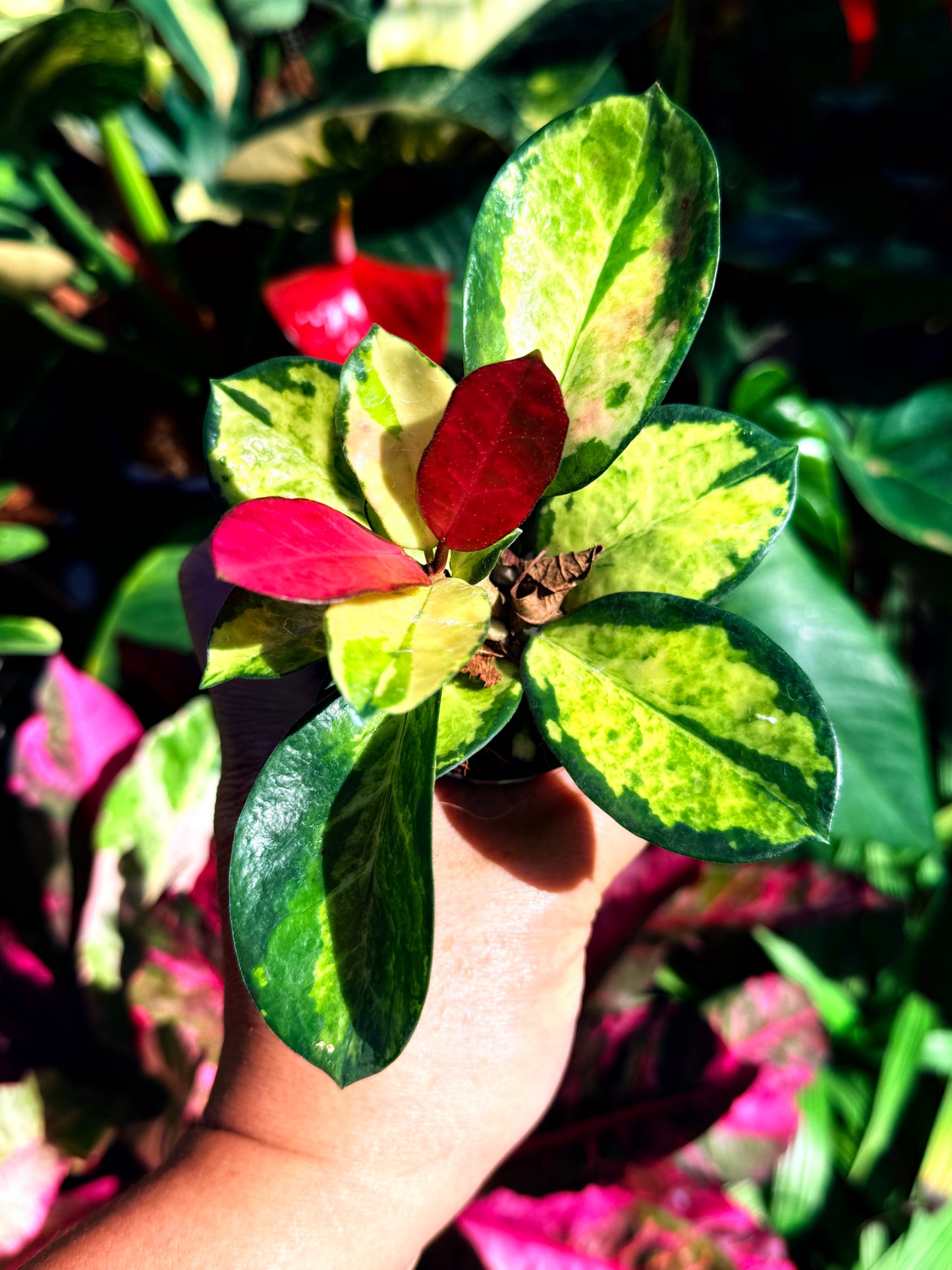 Hoya australis 'Lisa' M41