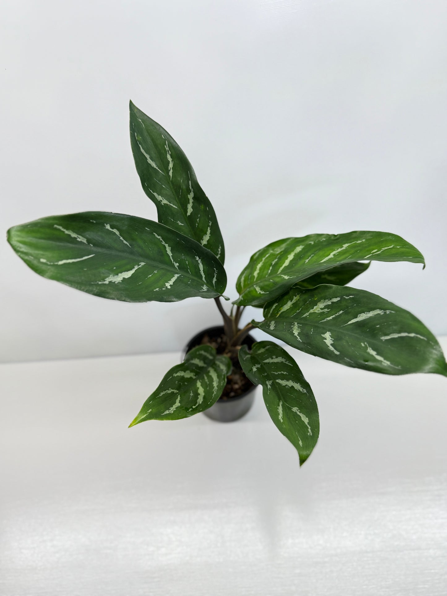 Aglaonema commutatum Unyango V32