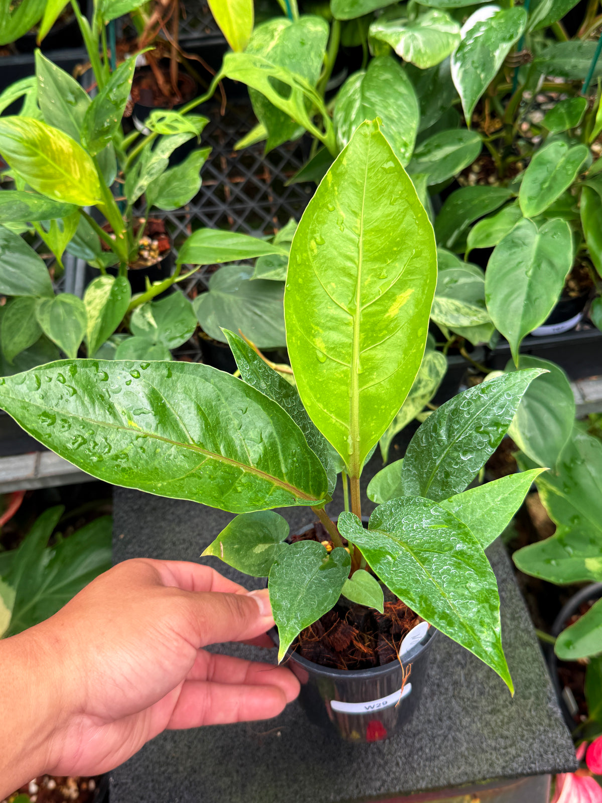 Anthurium Hookeri Variegata No.3 W29