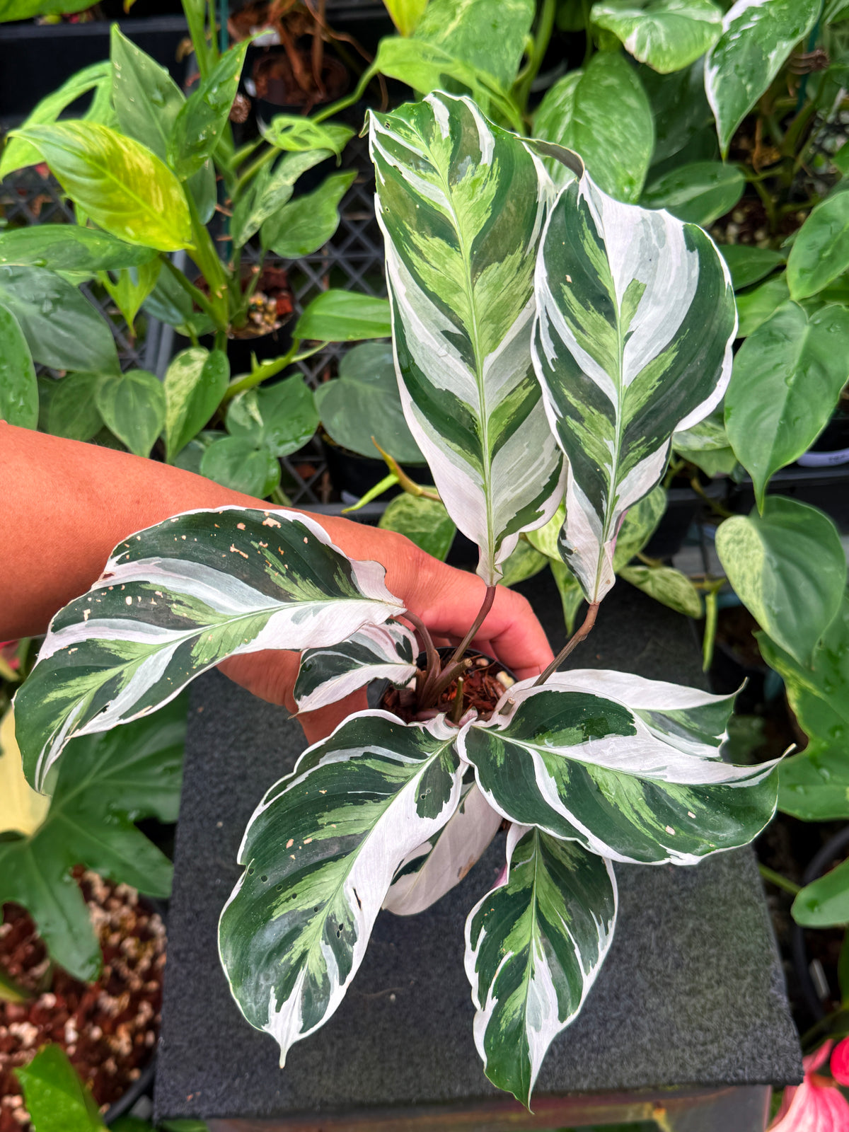 Calathea 'White Fusion' W27