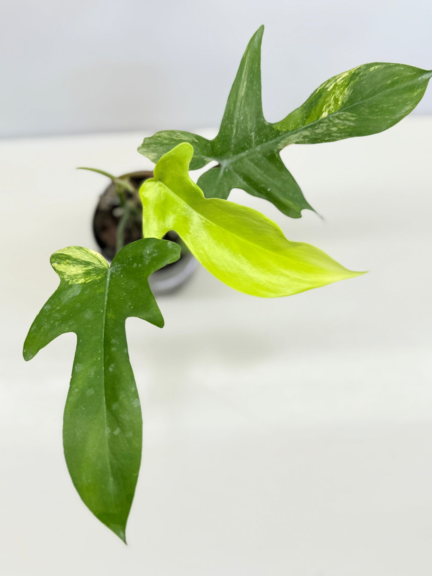 Philodendron 'Florida Beauty' C62