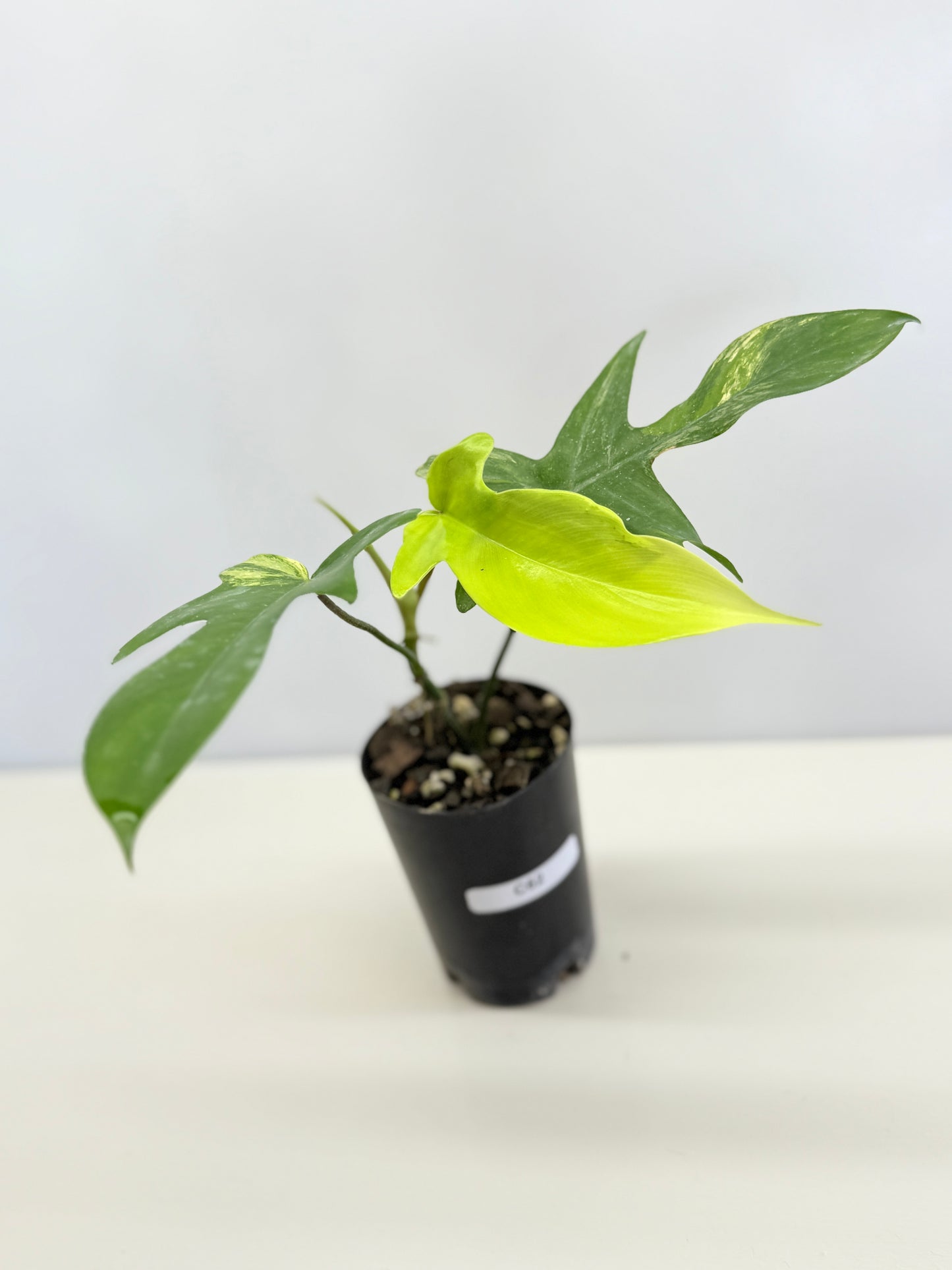 Philodendron 'Florida Beauty' C62