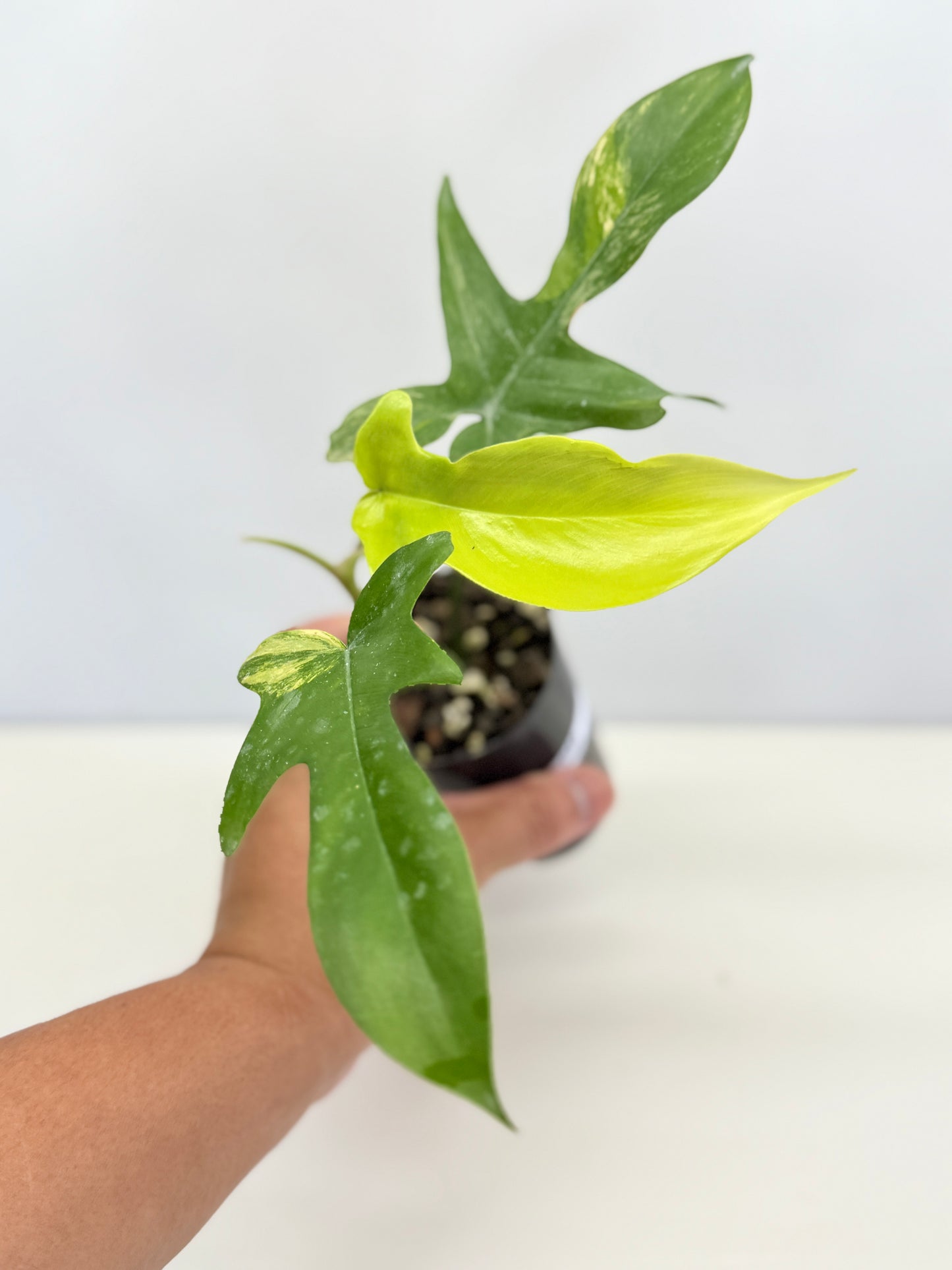 Philodendron 'Florida Beauty' C62