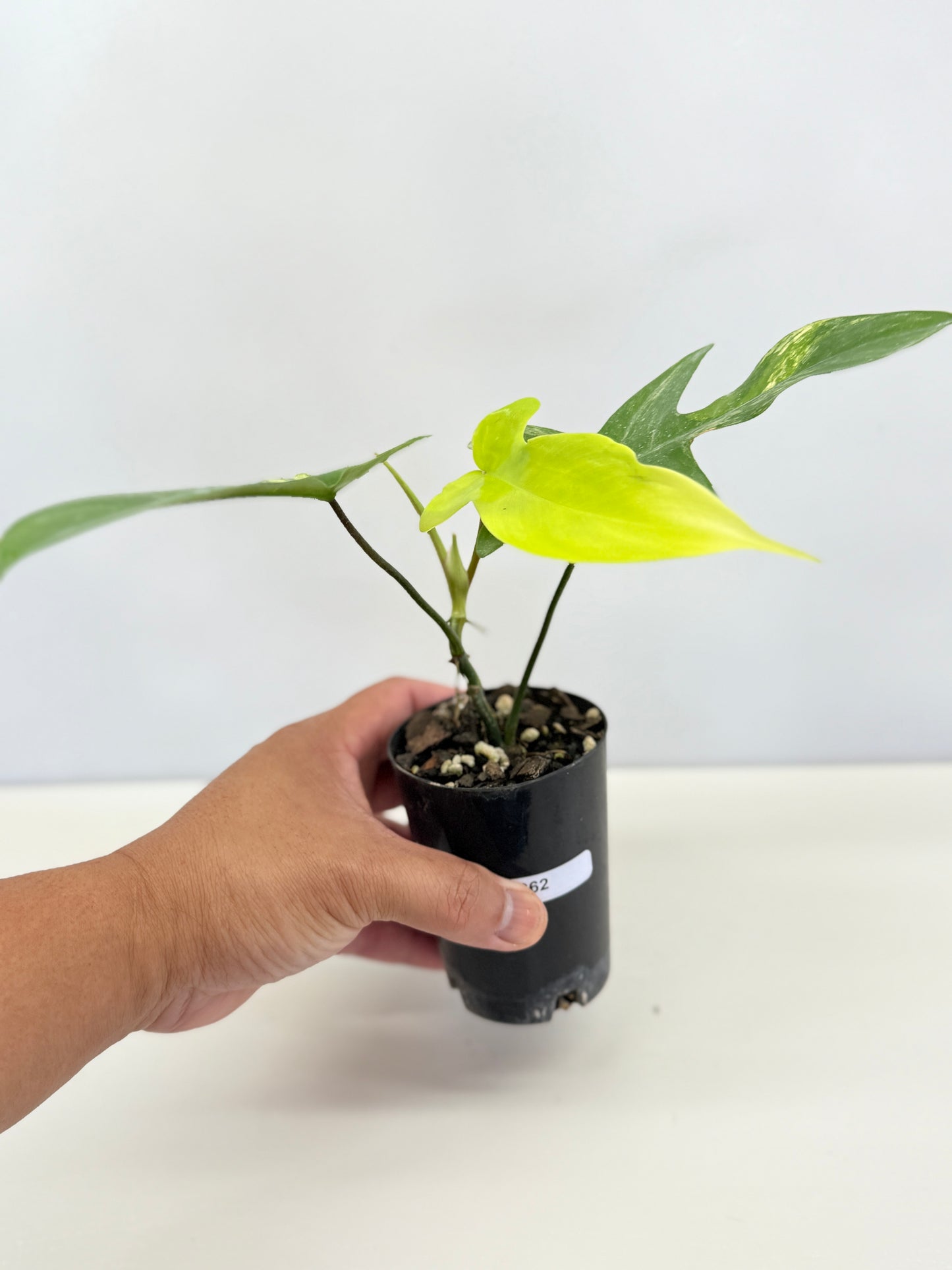 Philodendron 'Florida Beauty' C62