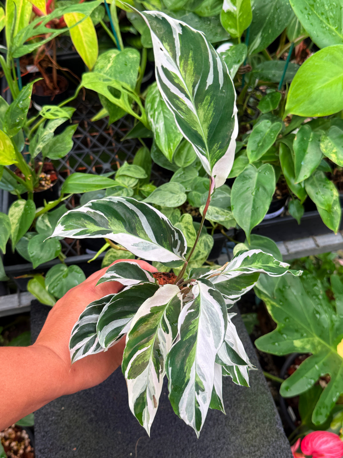 Calathea 'White Fusion' W28