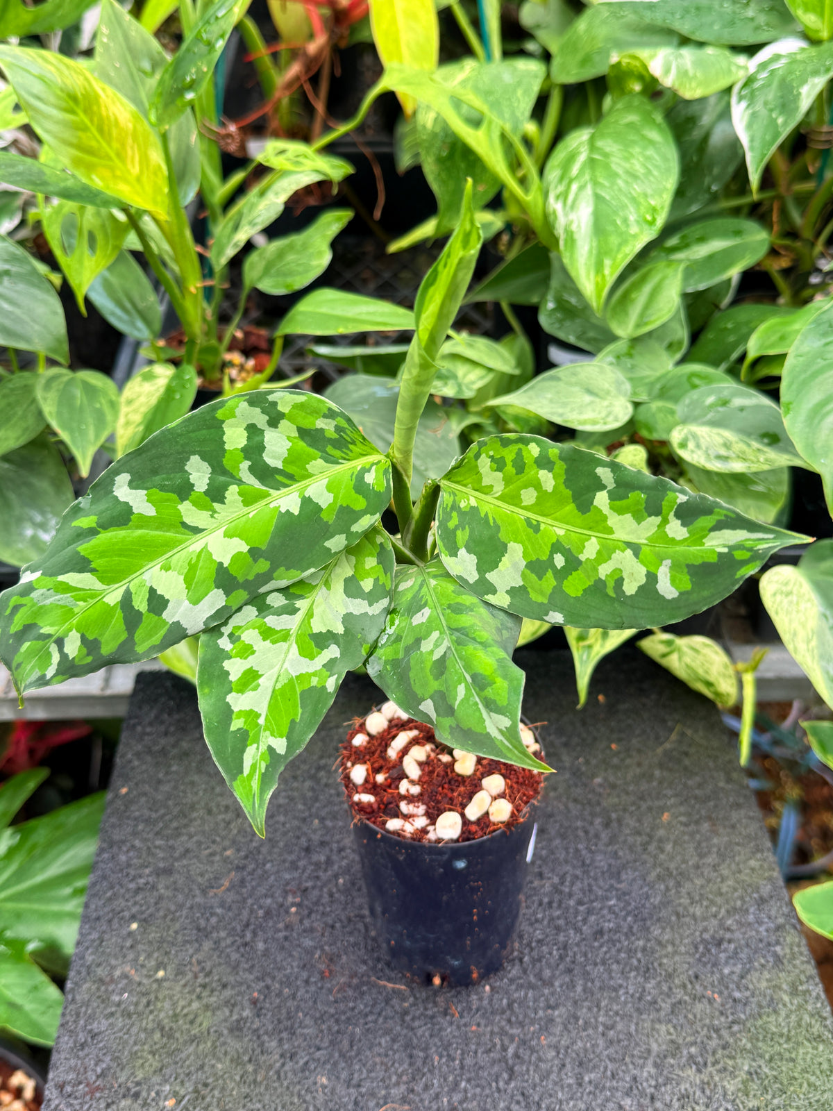 Aglaonema pictum 'Tricolour' NONTC W25
