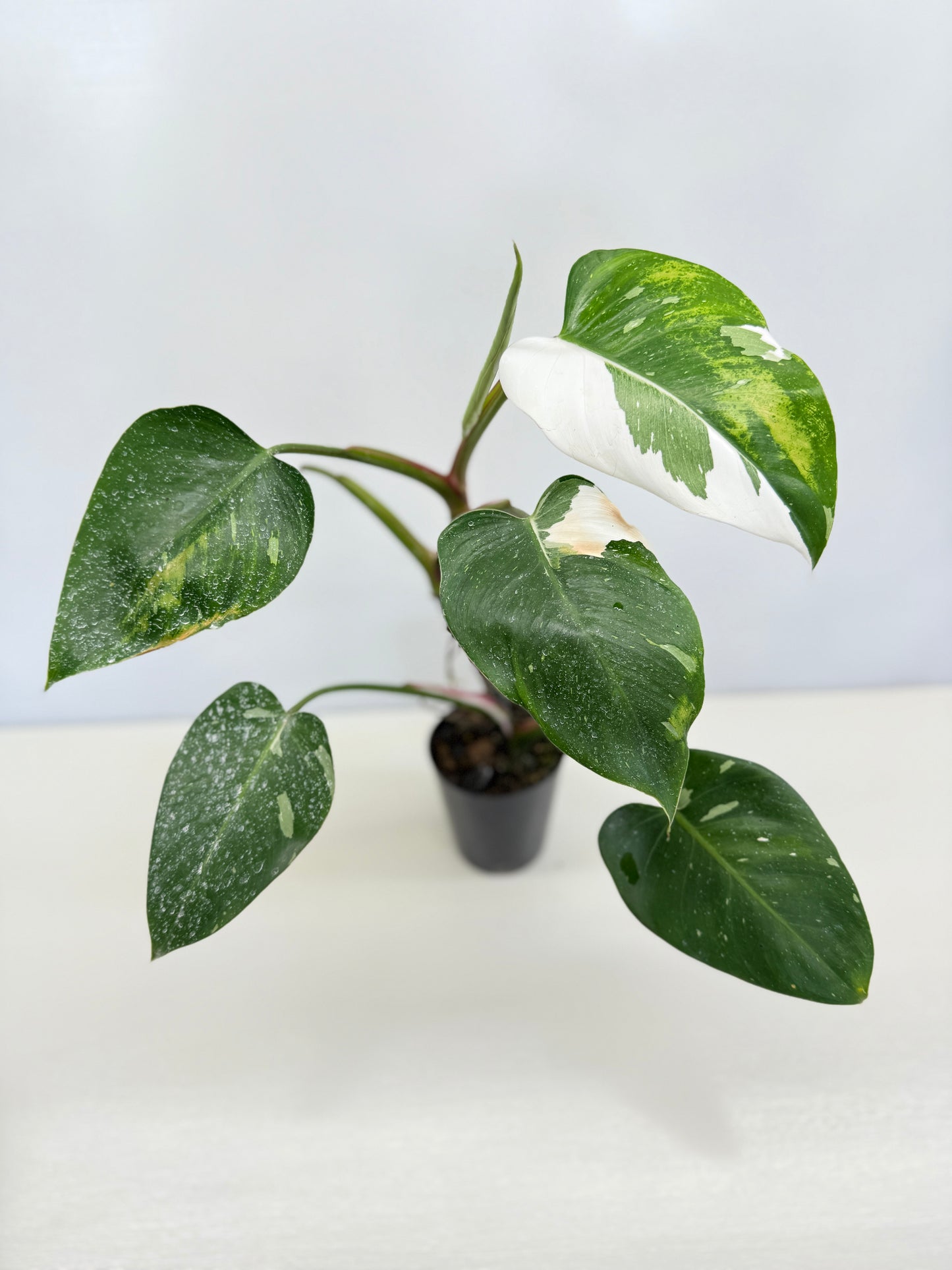 Philodendron 'White Wizard' C64