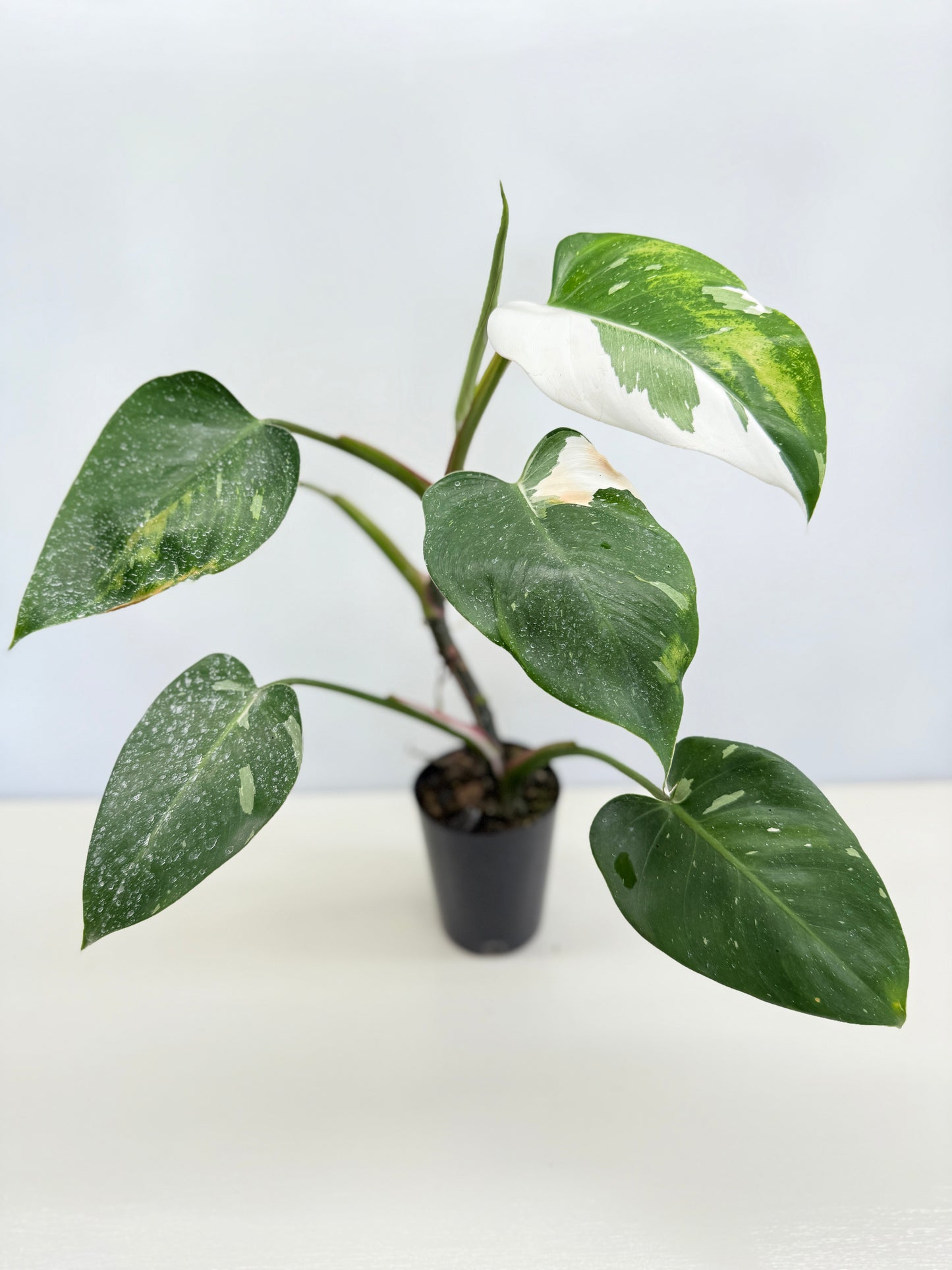 Philodendron 'White Wizard' C64