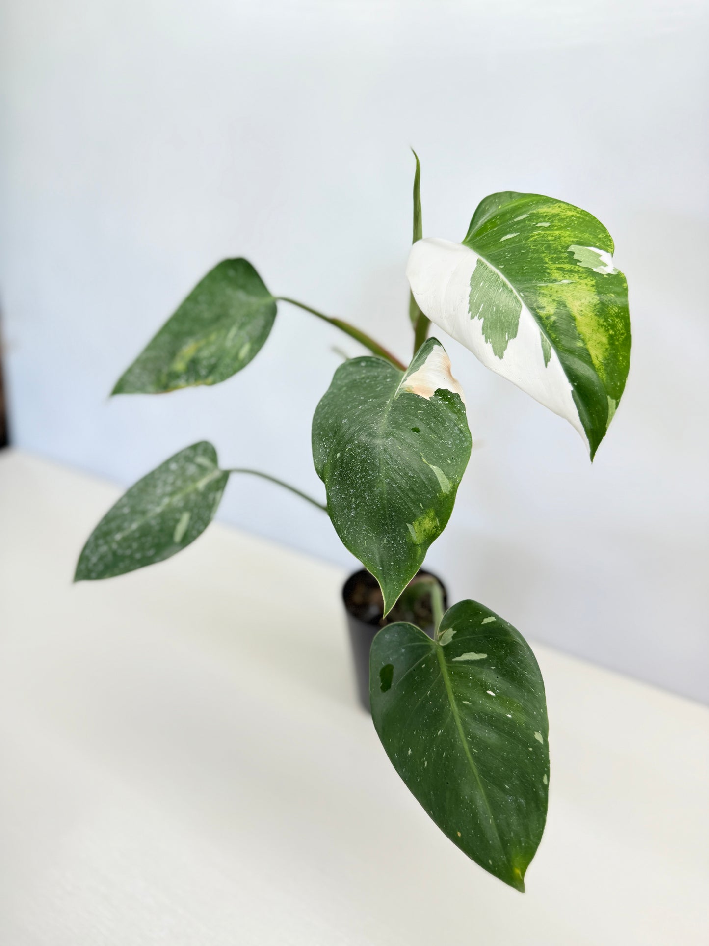 Philodendron 'White Wizard' C64