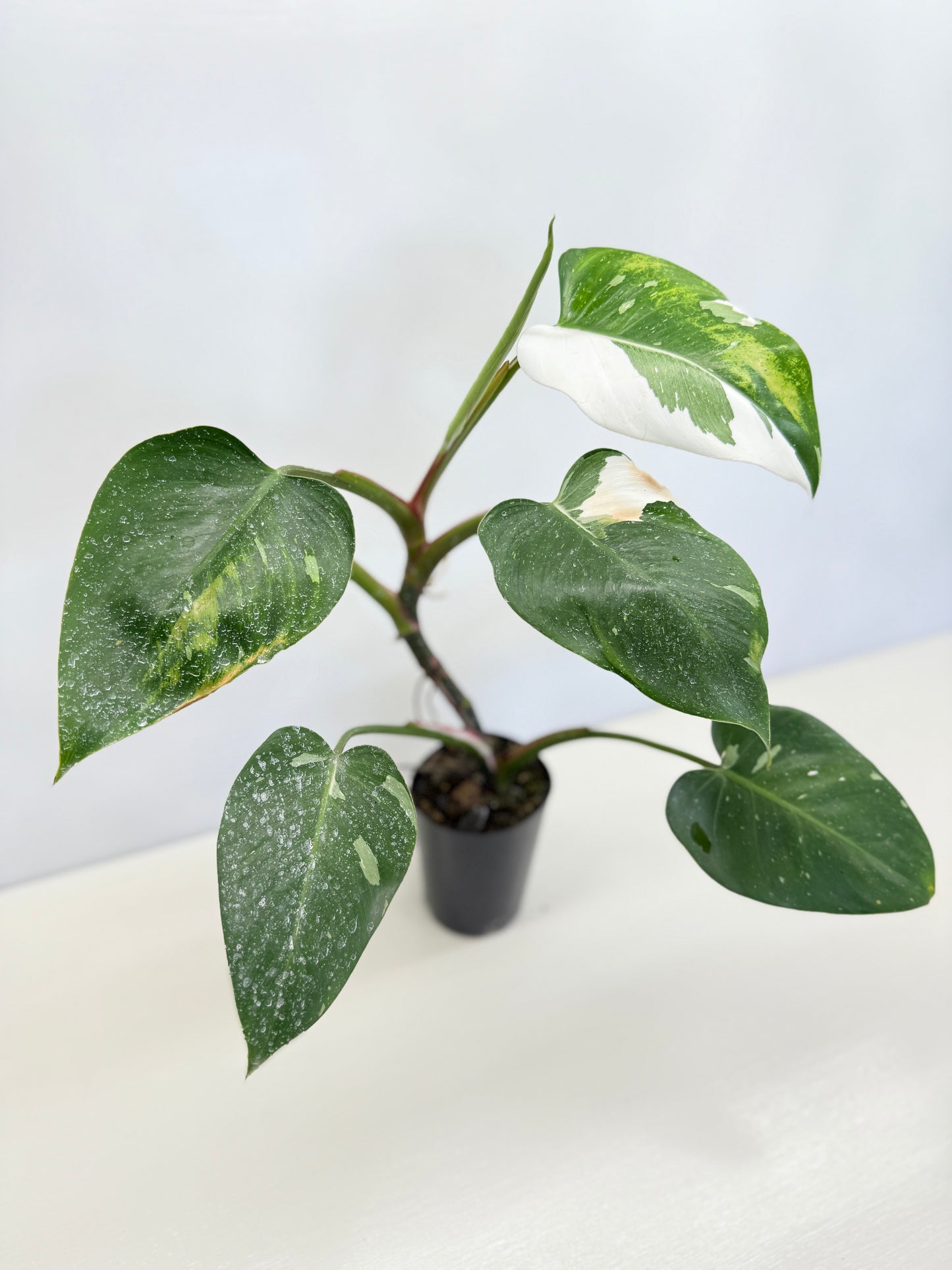 Philodendron 'White Wizard' C64