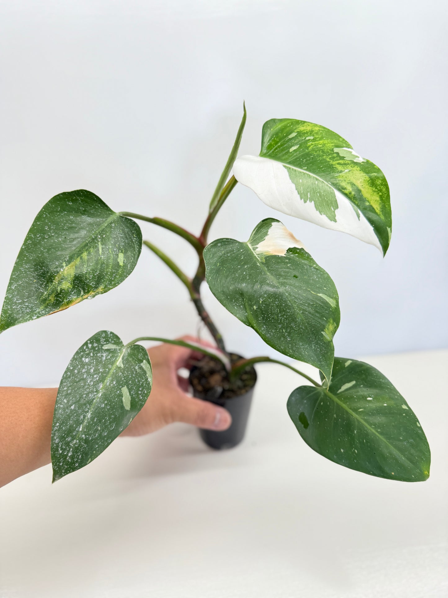 Philodendron 'White Wizard' C64