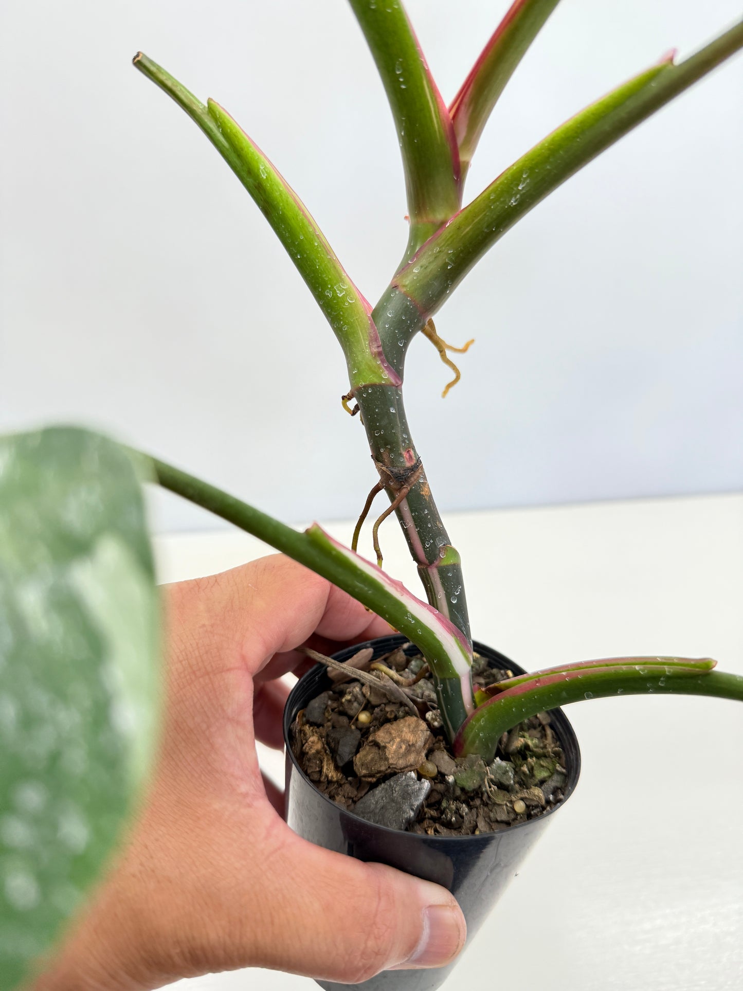 Philodendron 'White Wizard' C64