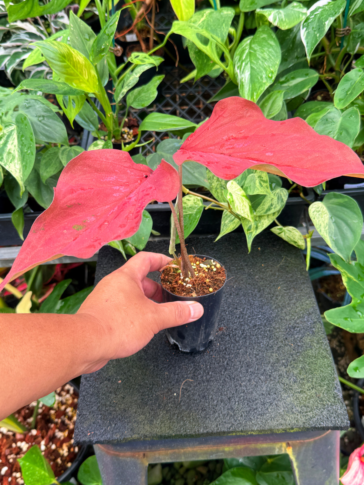 Caladium Hybrid W30